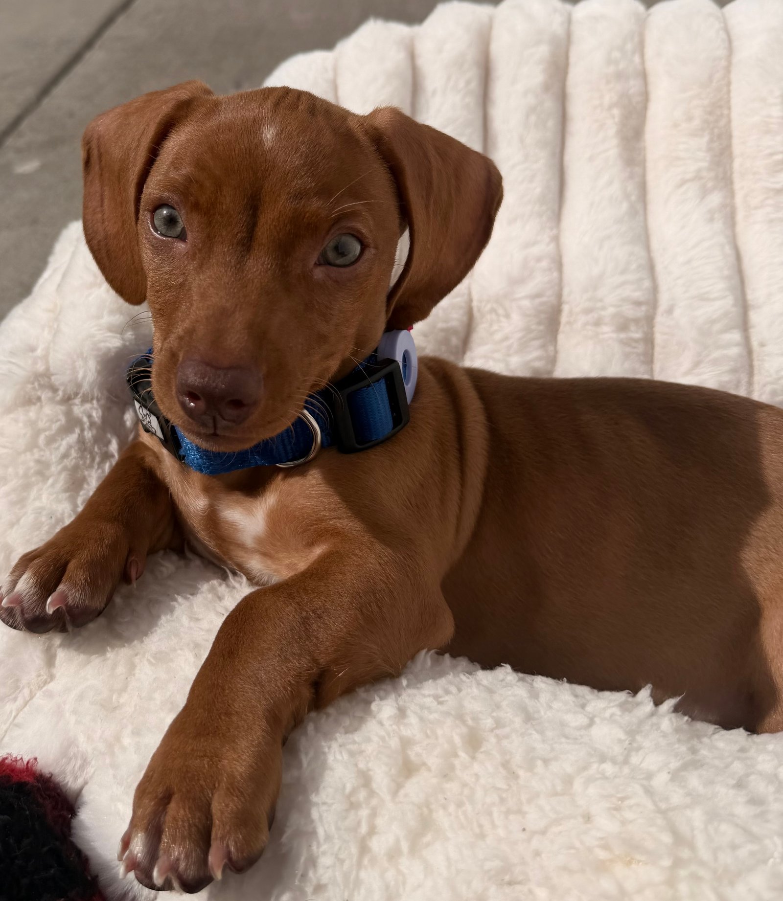 Foto de CANELO GOMEZ con microchip 990000009445006