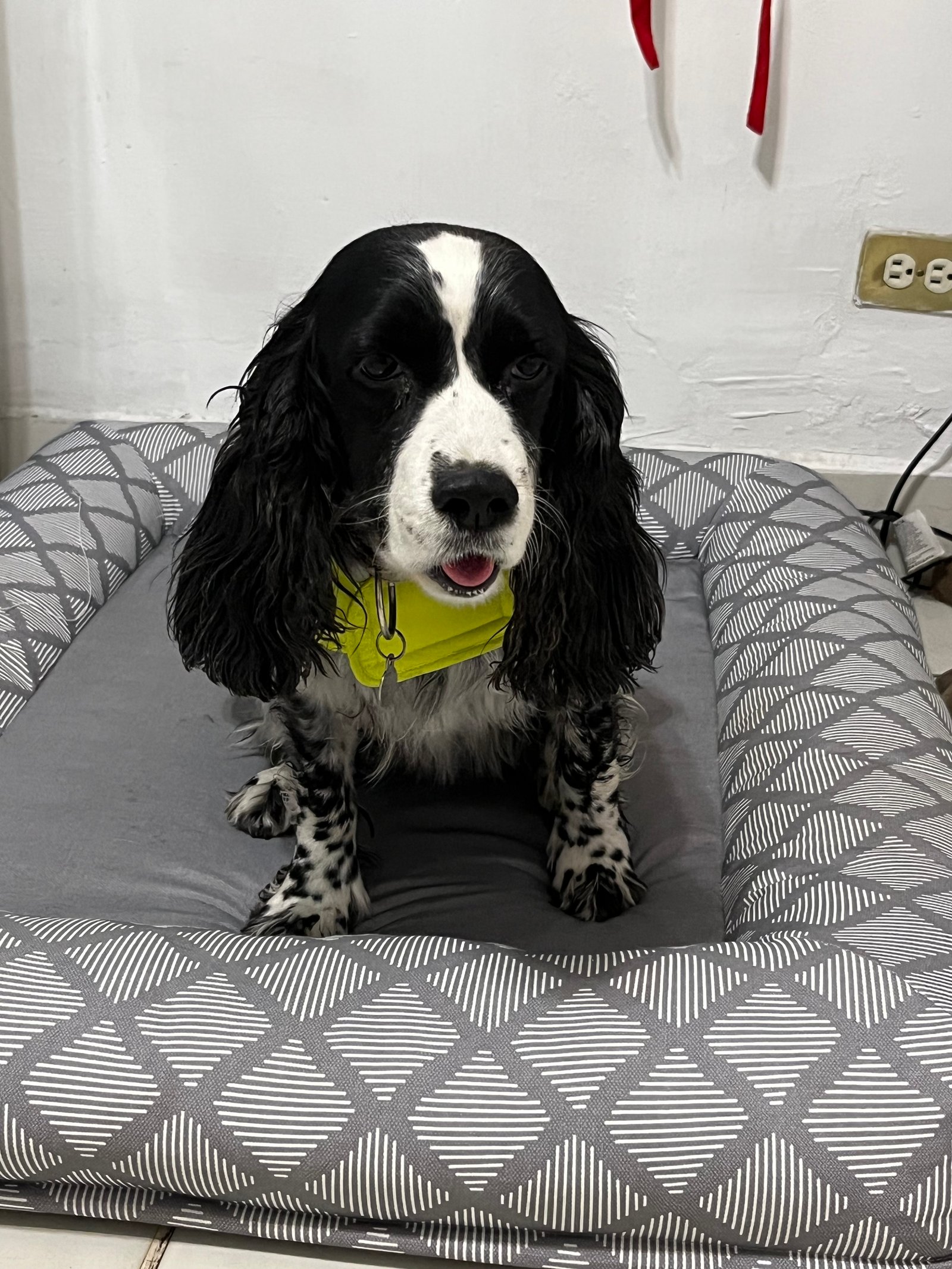 Foto de Maya con microchip 990000012835175