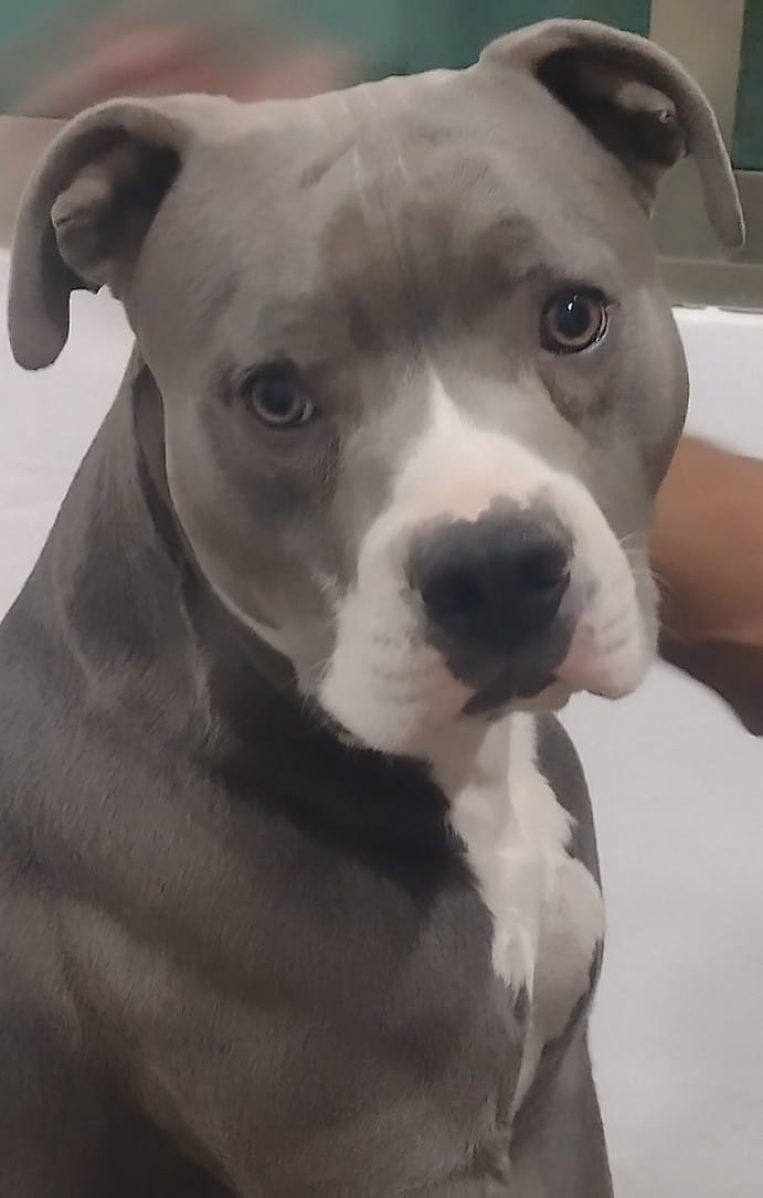 Foto de Chamaco con microchip 990000014539533