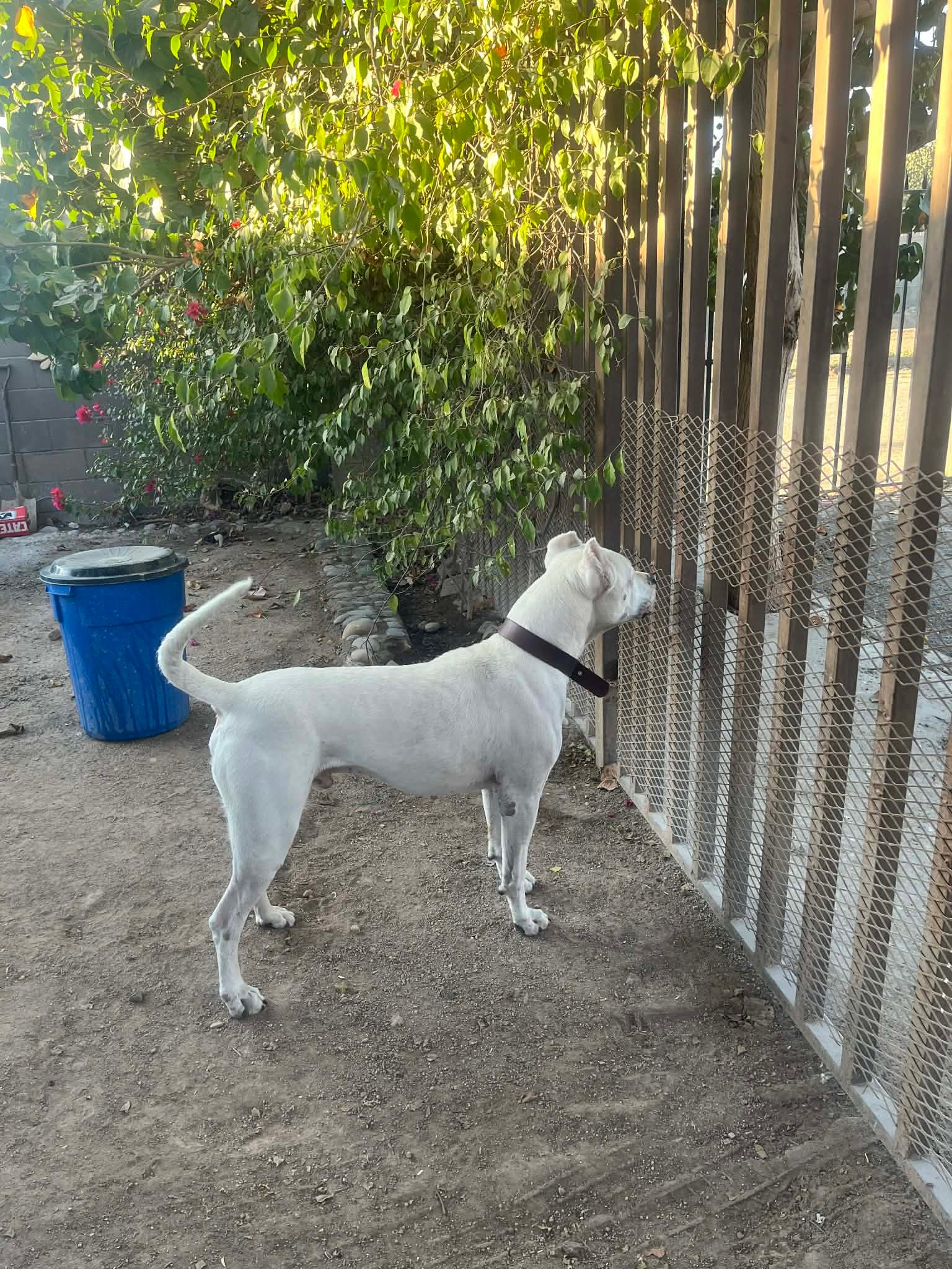 Foto de Diego con microchip 990000014164622