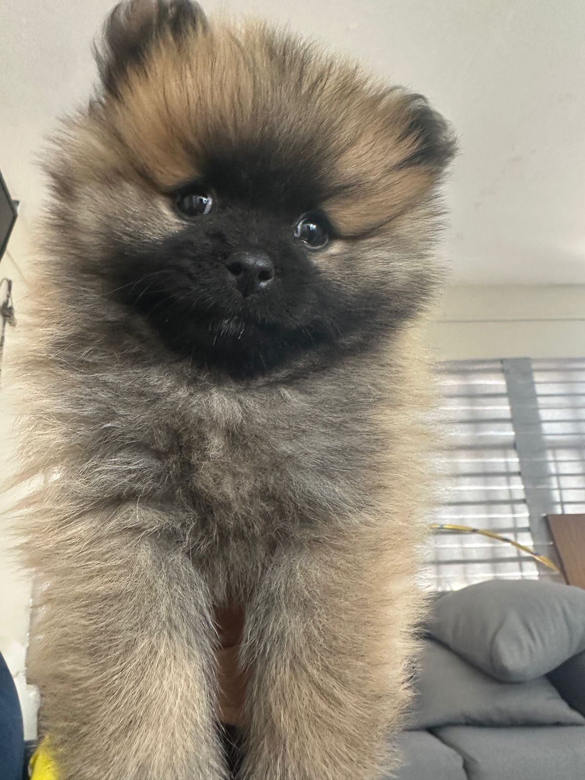 Foto de Max con microchip 900000012846341