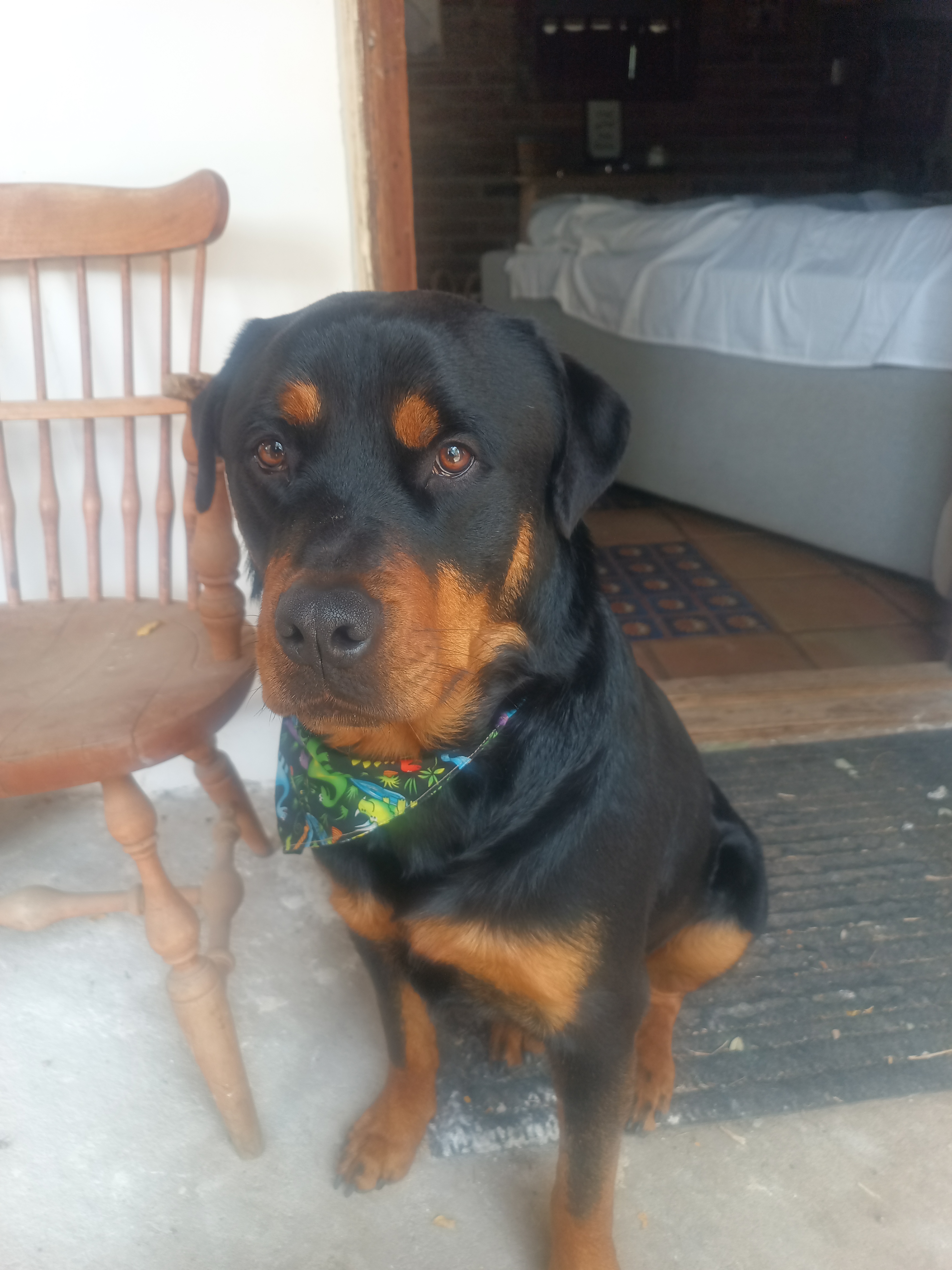 Foto de Brownie con microchip 990000012833332