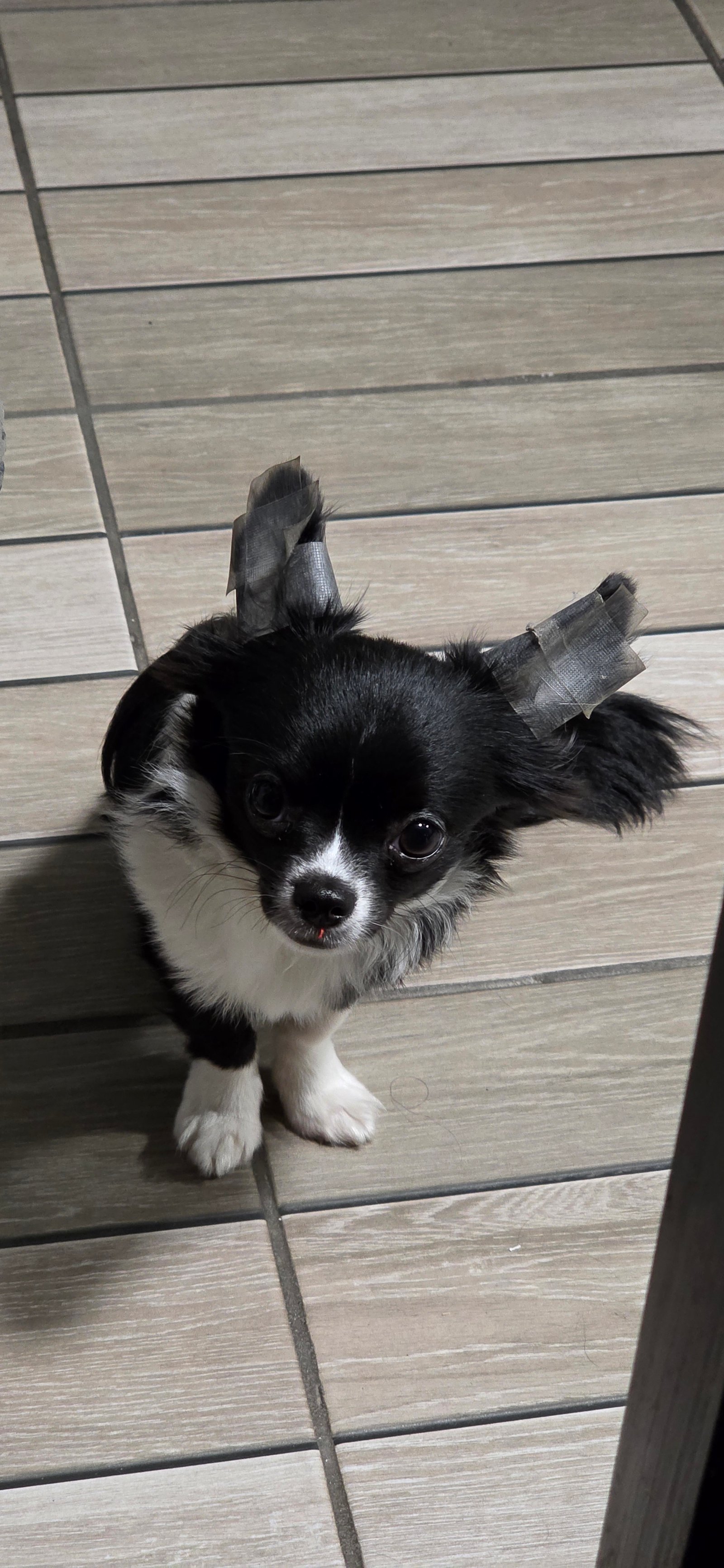Foto de Grogu con microchip 990000014772651