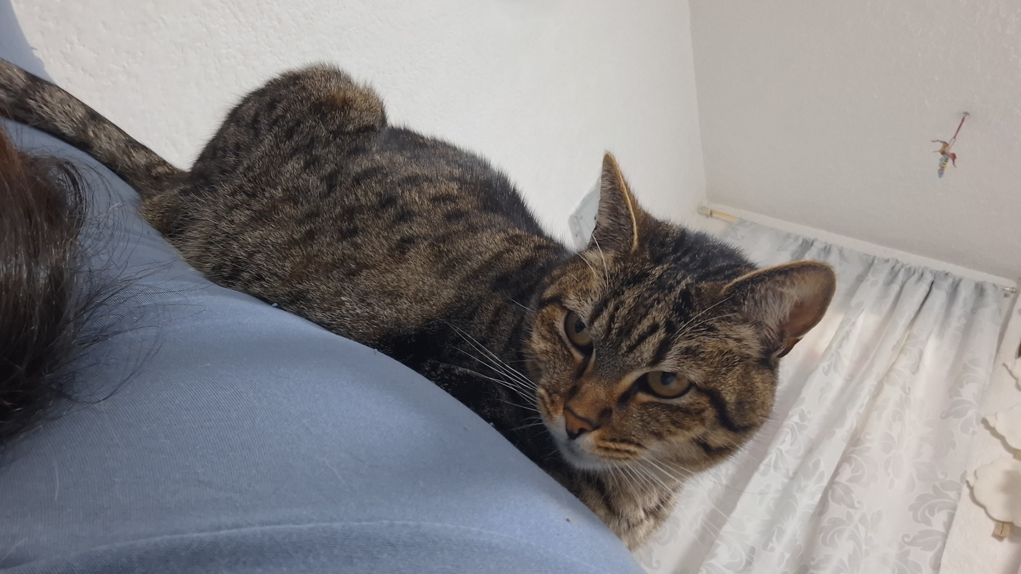 Foto de Mini Cleo con microchip 990000014165266