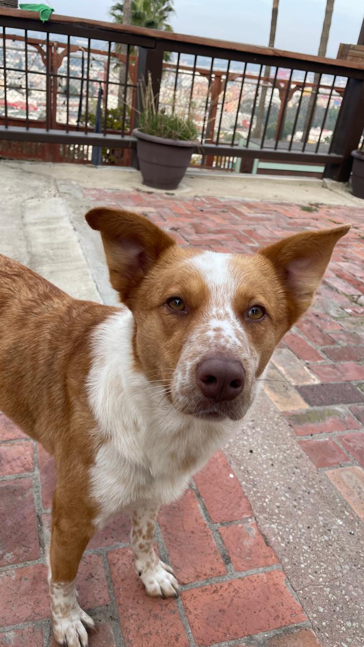 Foto de Koira con microchip 990000014535925