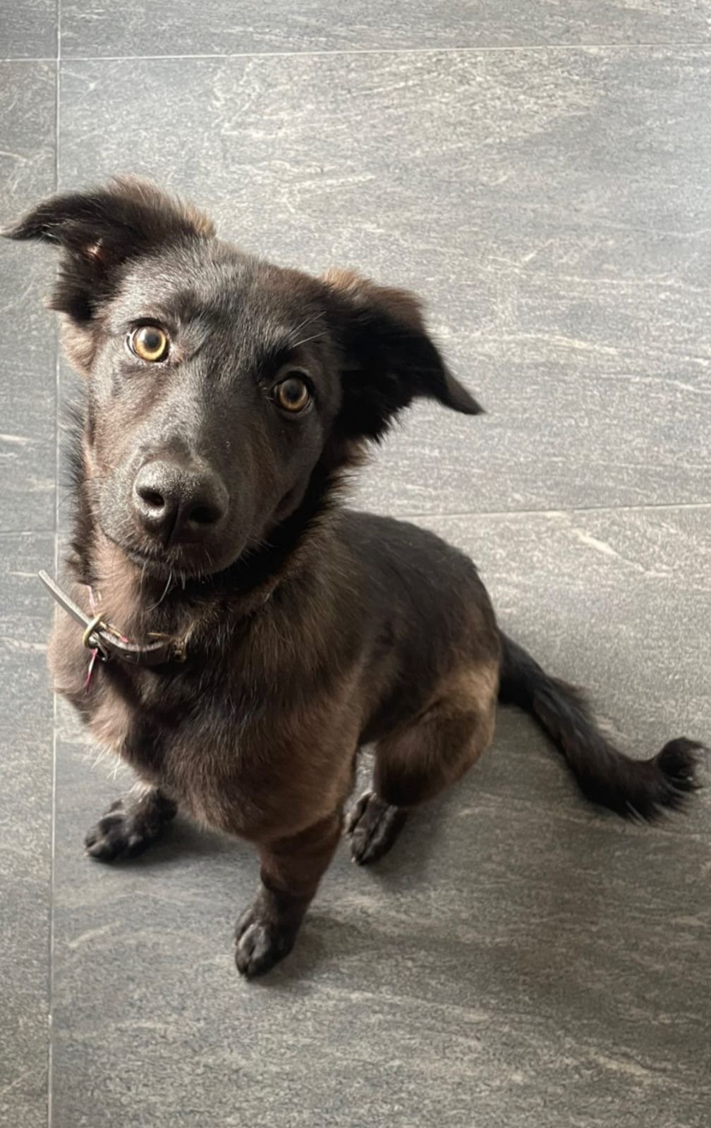 Foto de Pandora con microchip 990000012838369