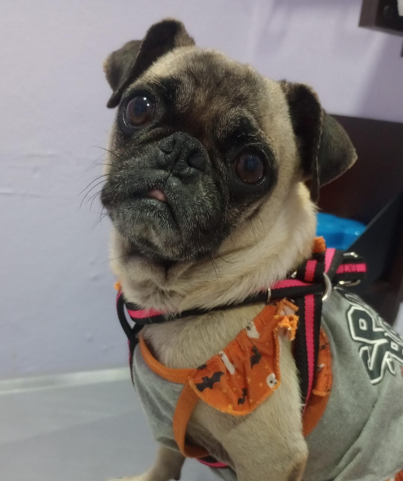 Foto de Channel con microchip 990000012849237