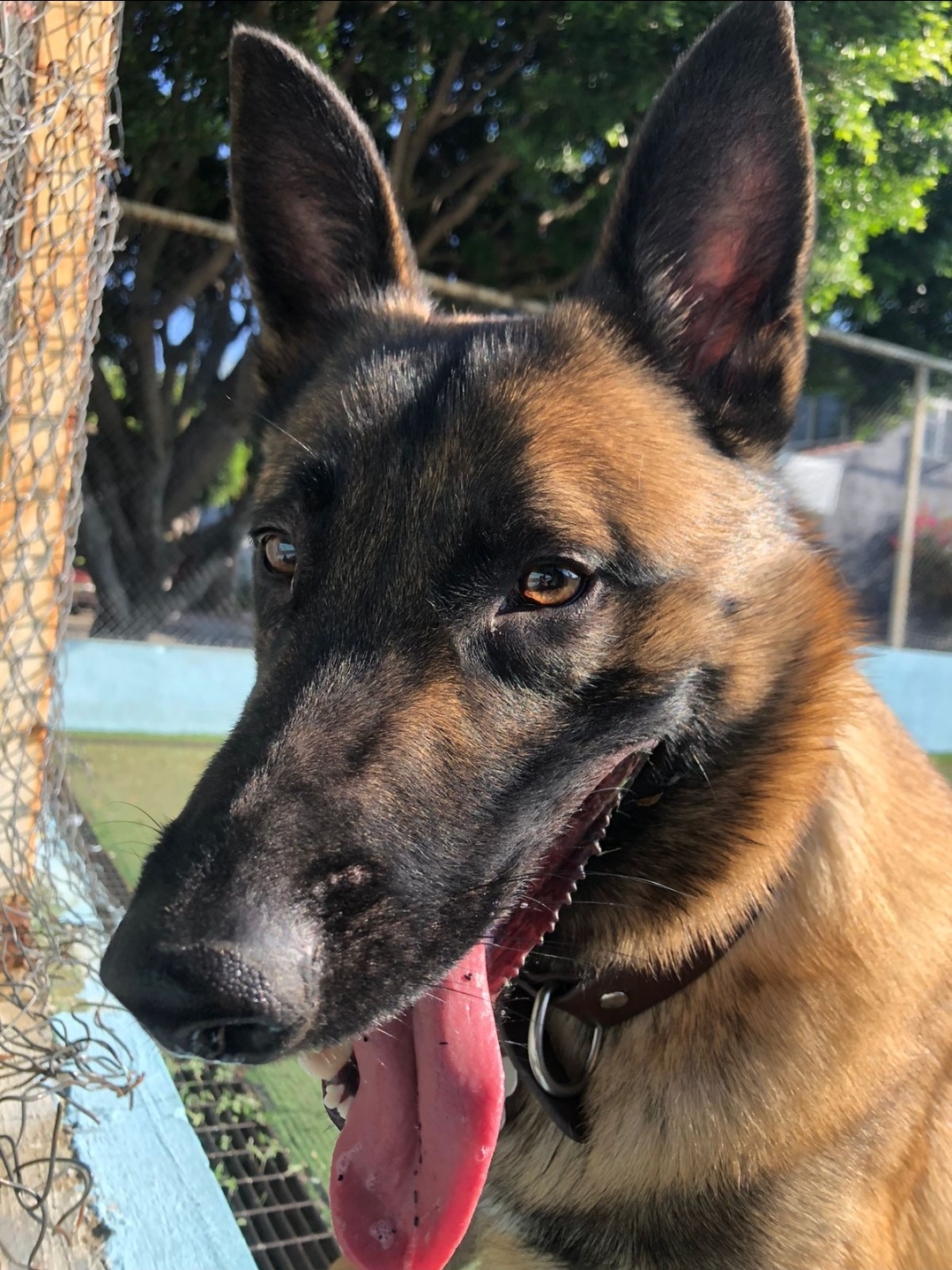 Foto de Darko con microchip 990000014111129