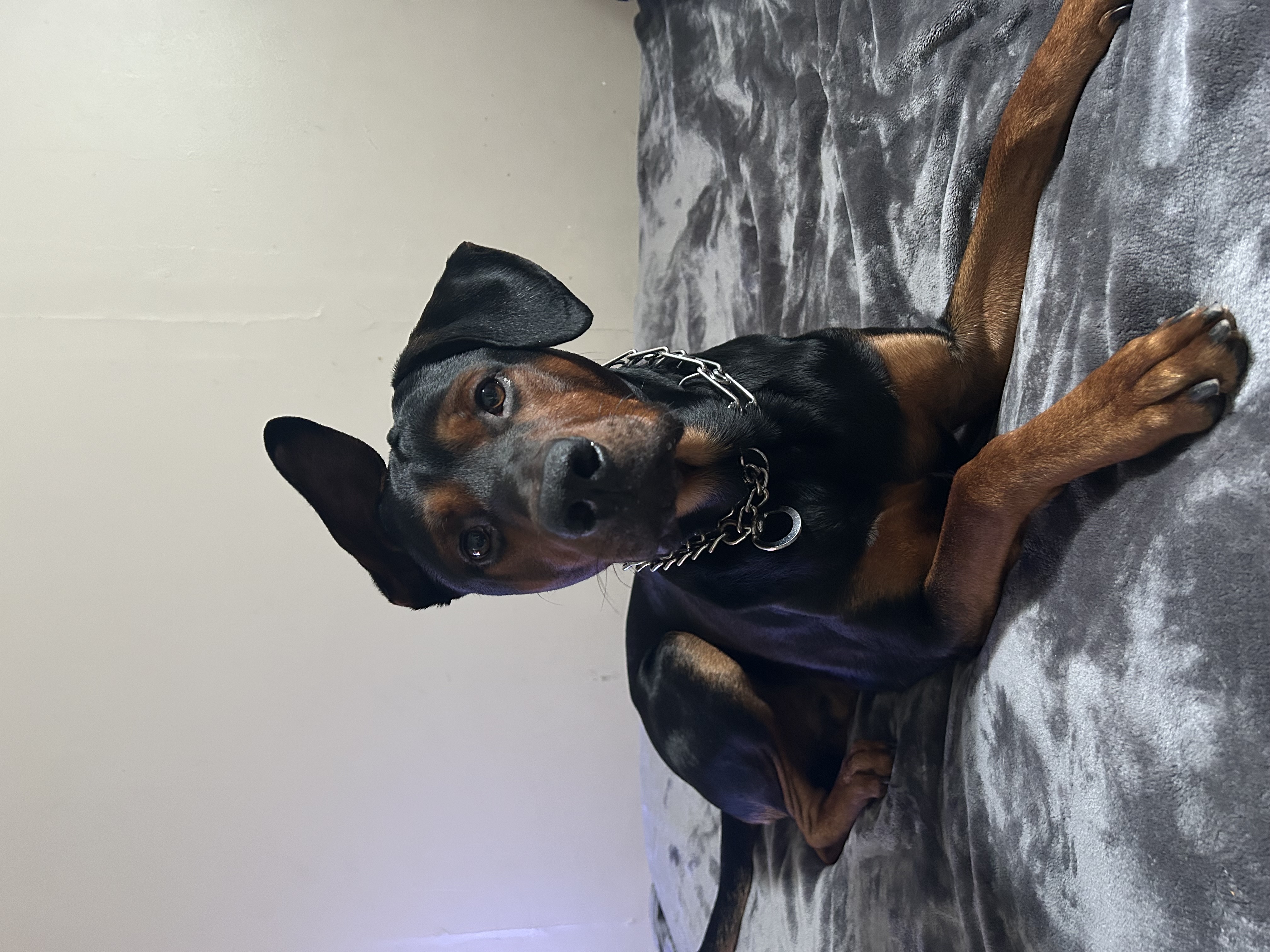 Foto de Rex con microchip 990000014771945