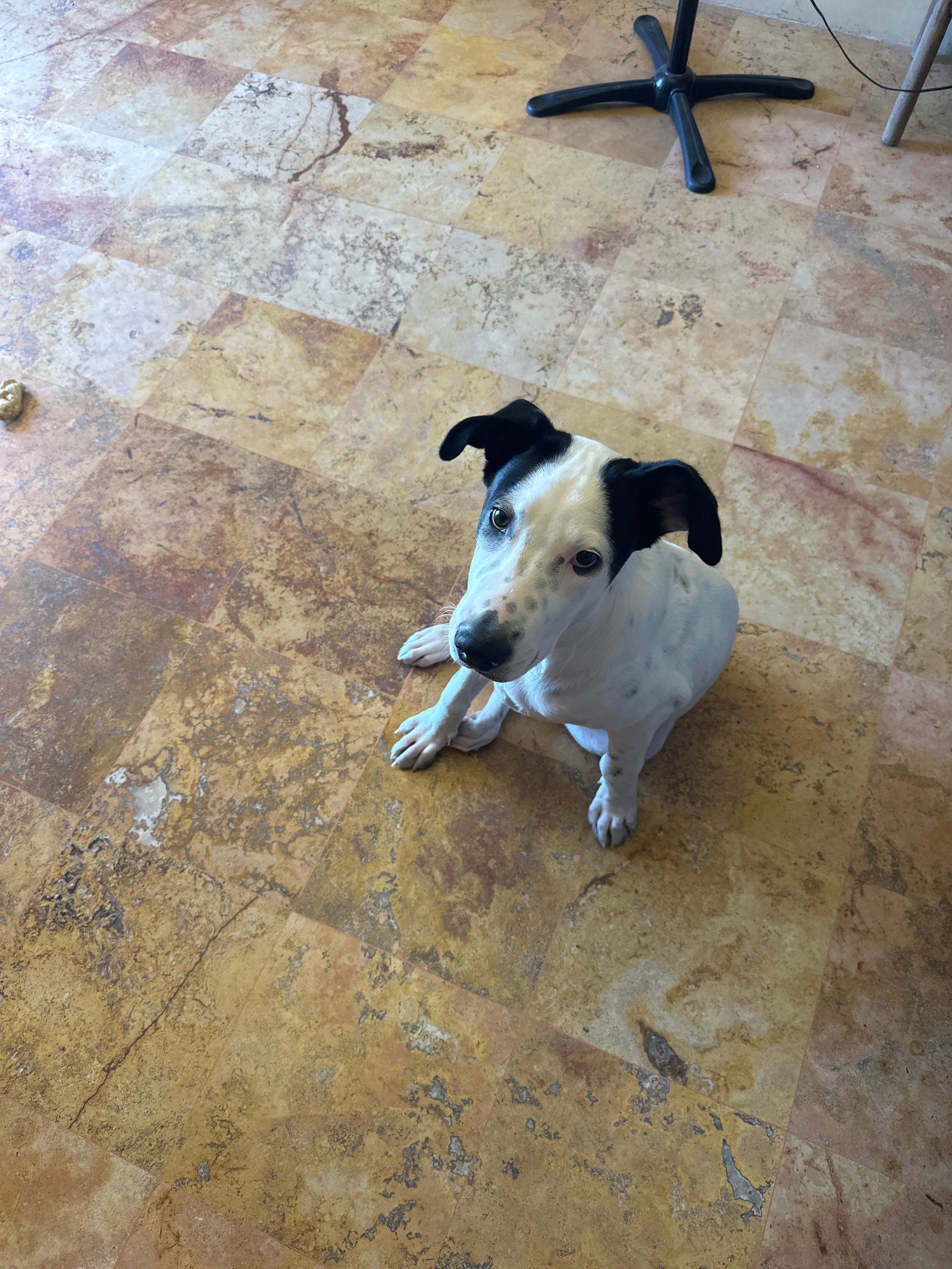 Foto de Rocky con microchip 990000012837524