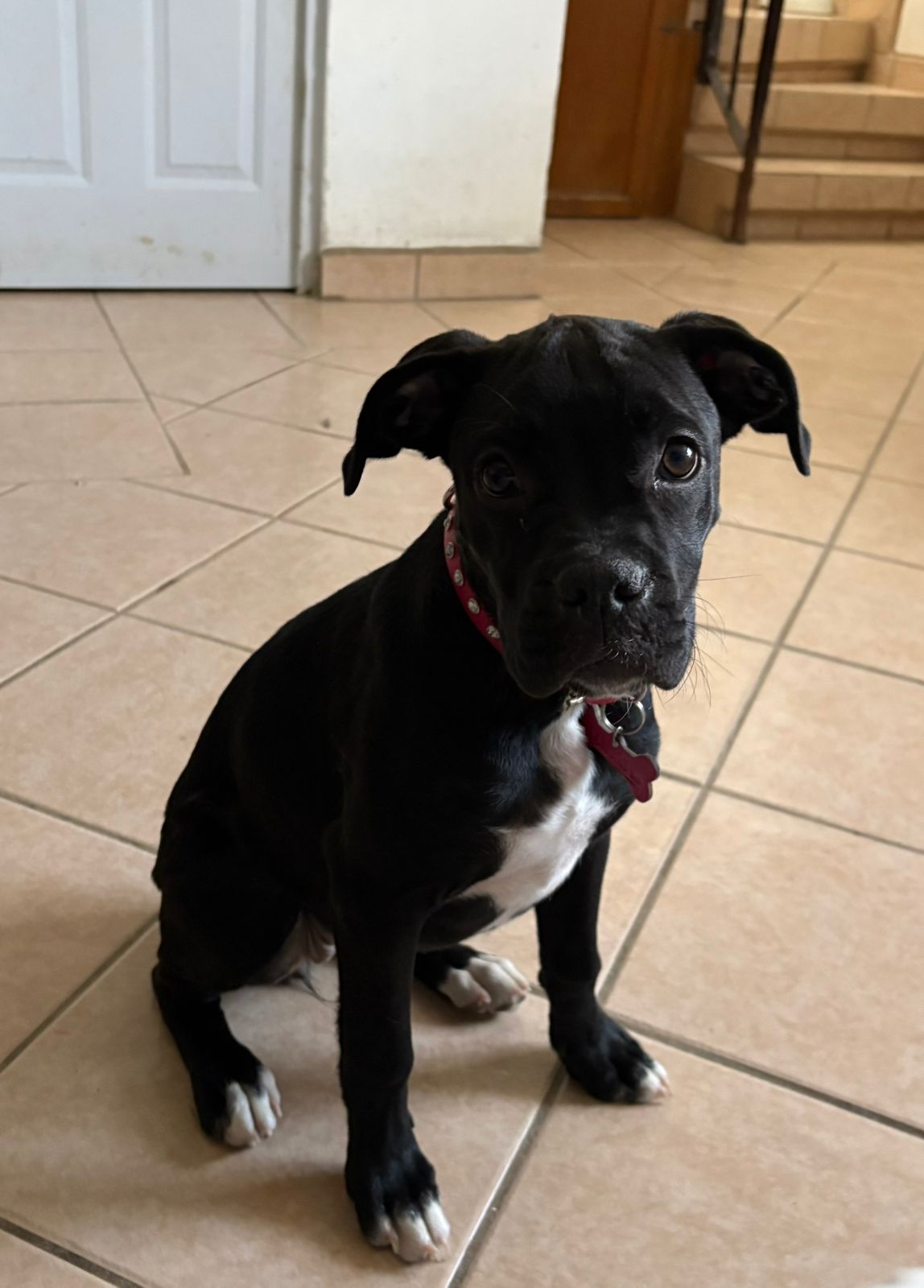 Foto de Iris Camelia Torres con microchip 990000014778994
