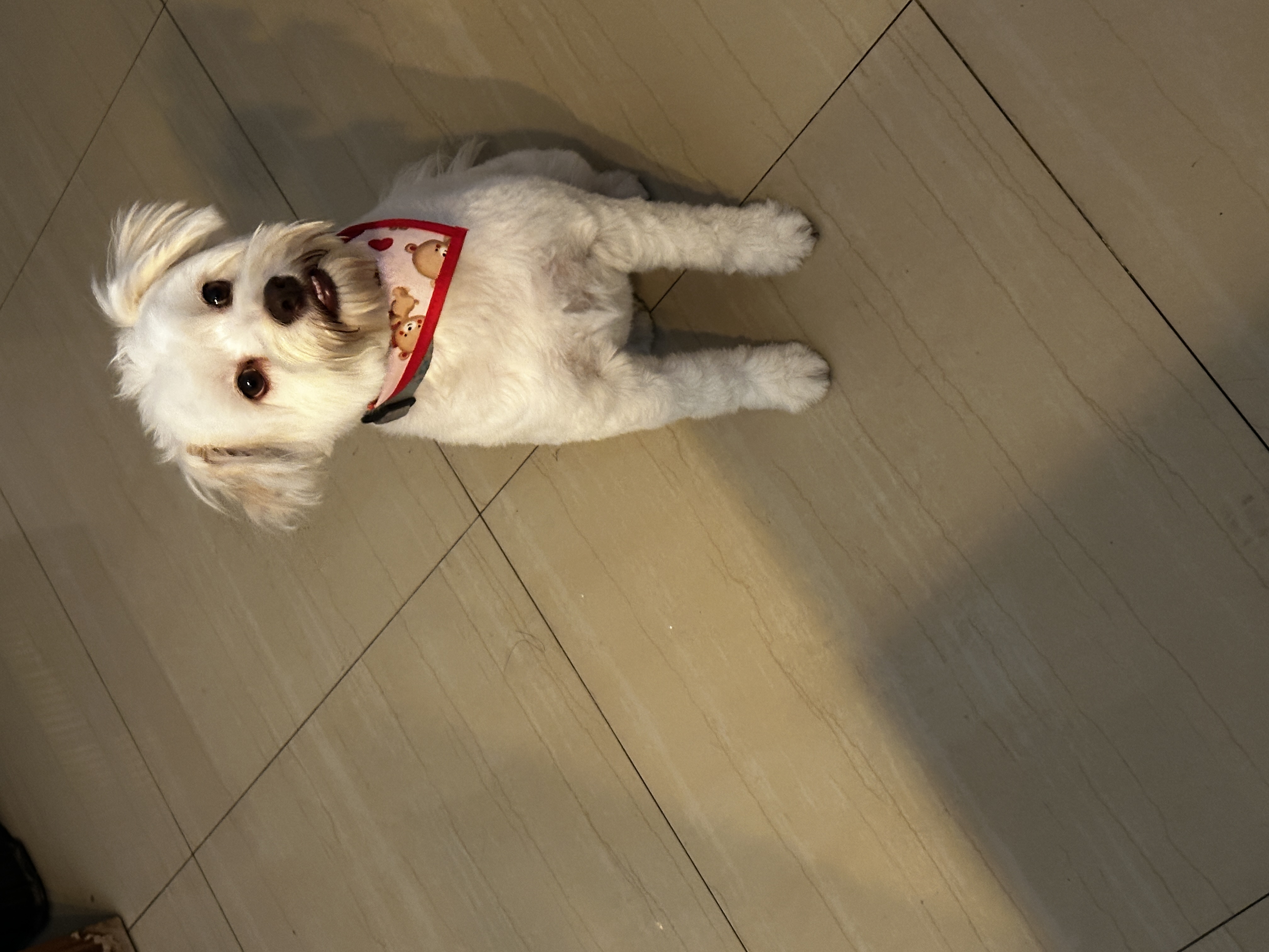 Foto de Bebe con microchip 990000014164831