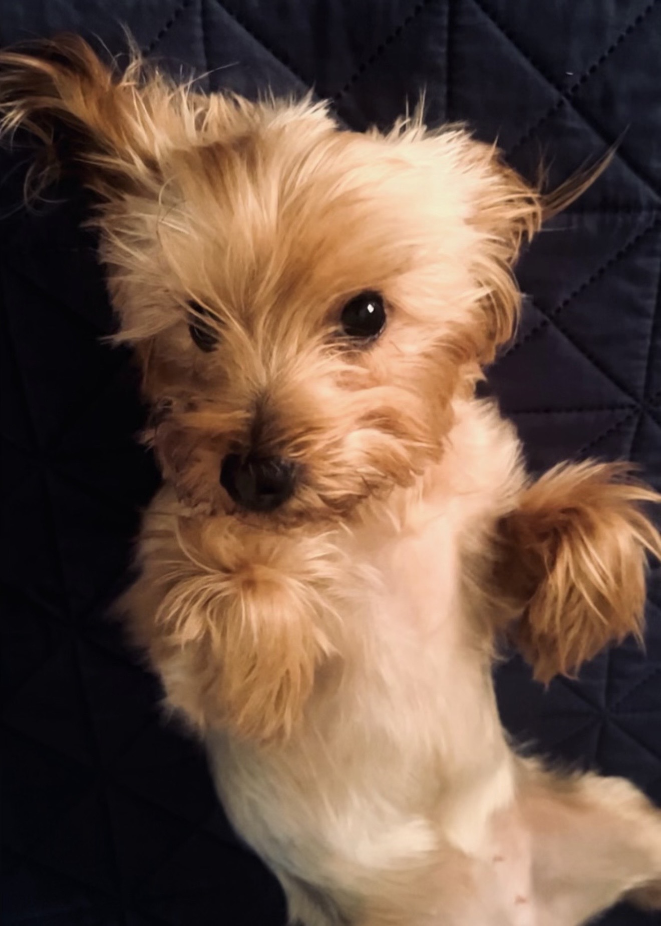 Foto de Leiah con microchip 990000012838551