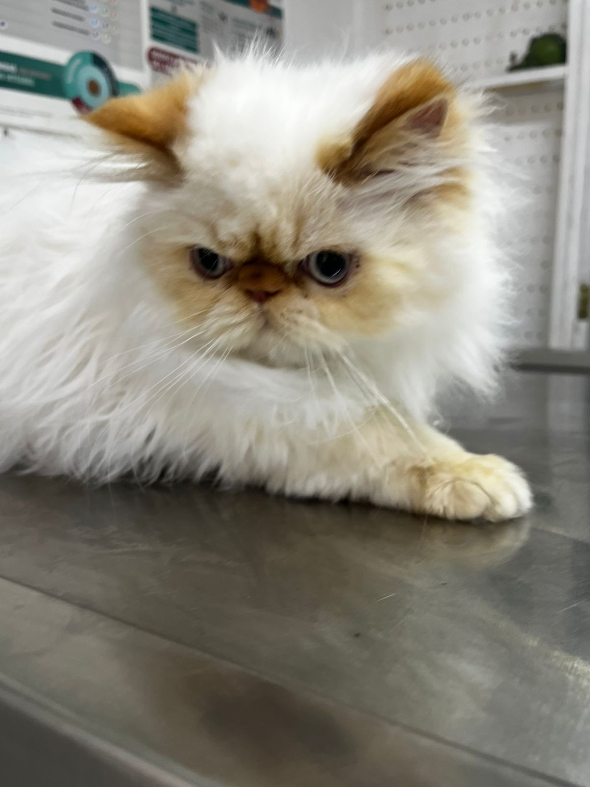 Foto de BIGOTES con microchip 990000014776353