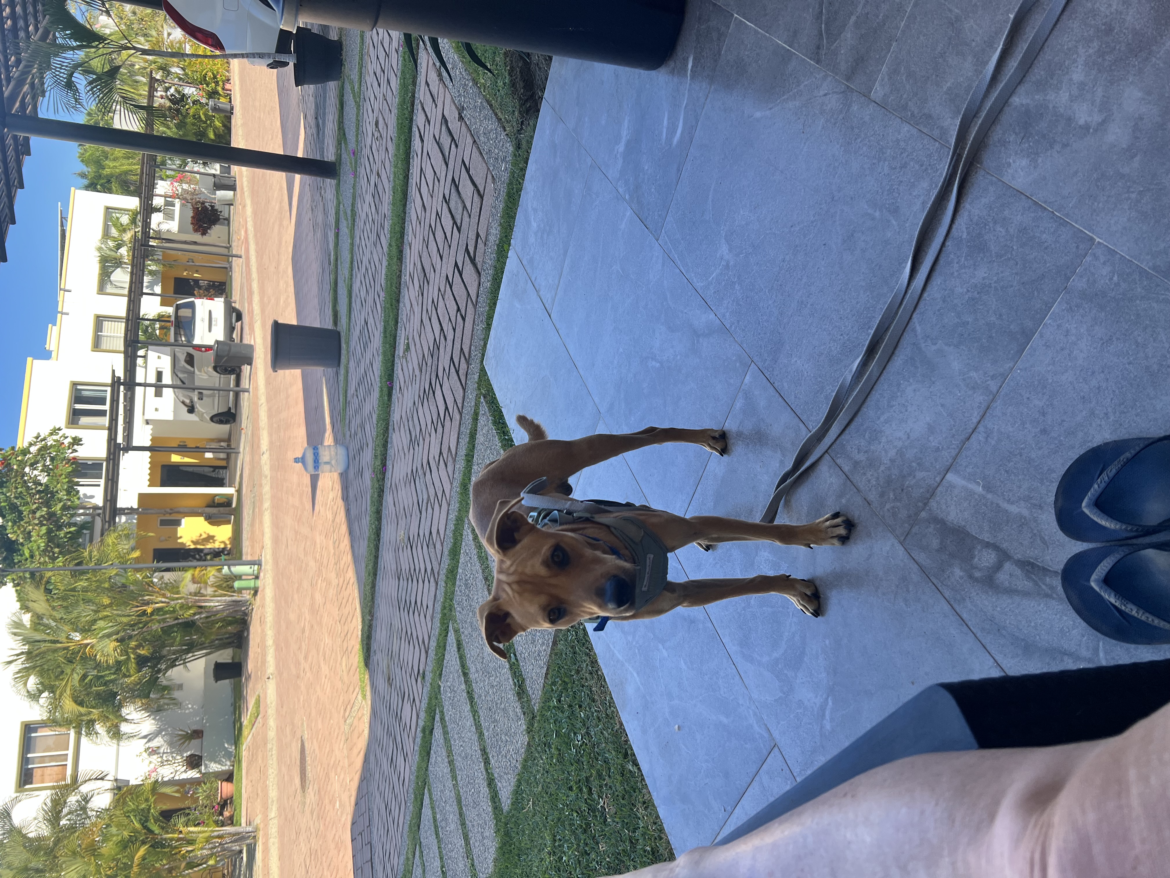 Foto de Amores con microchip 990000012848568