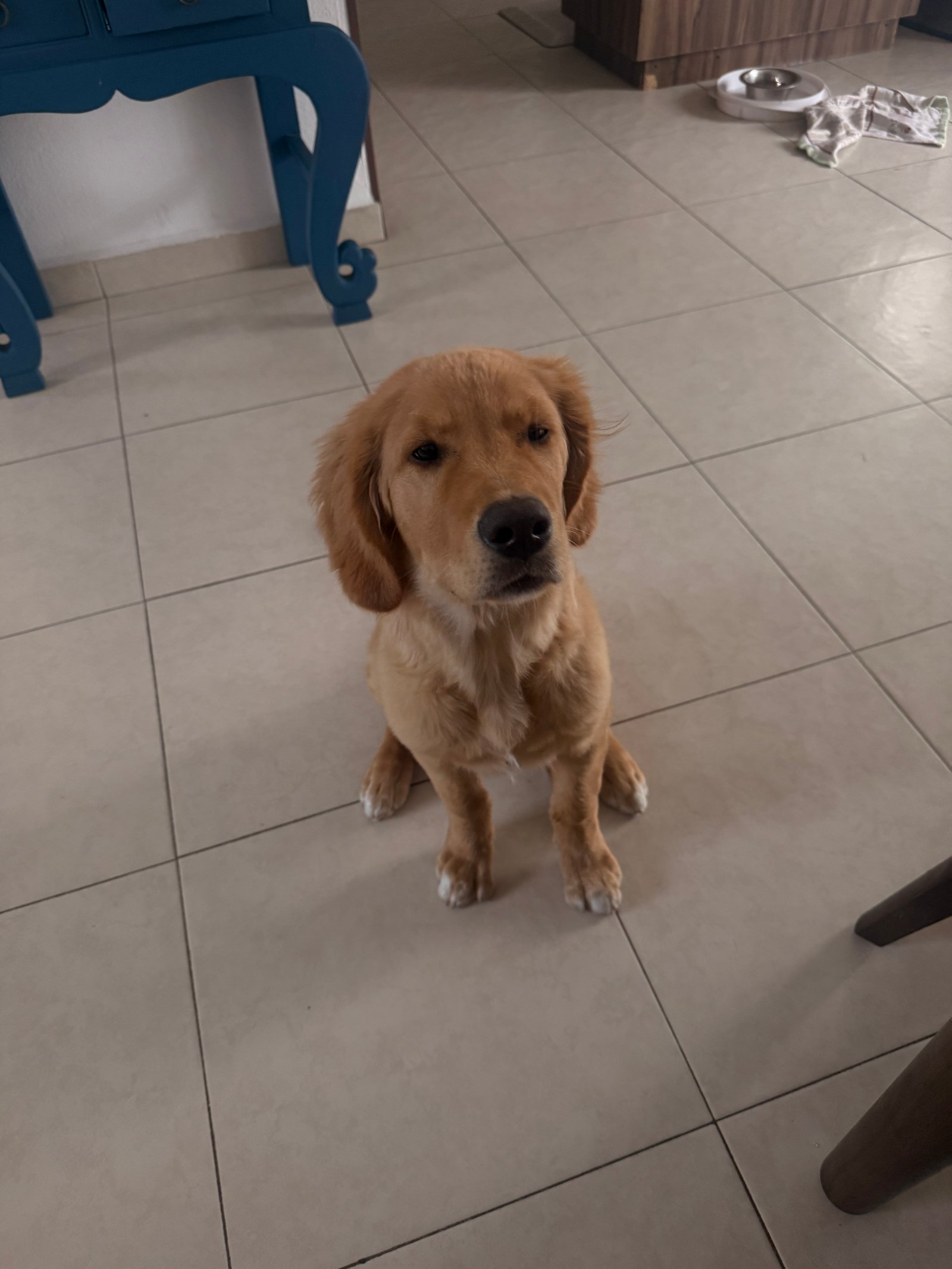 Foto de Churro con microchip 990000014776142