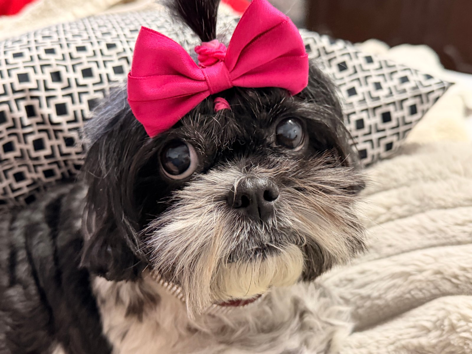 Foto de FRIDA con microchip 990000012841433