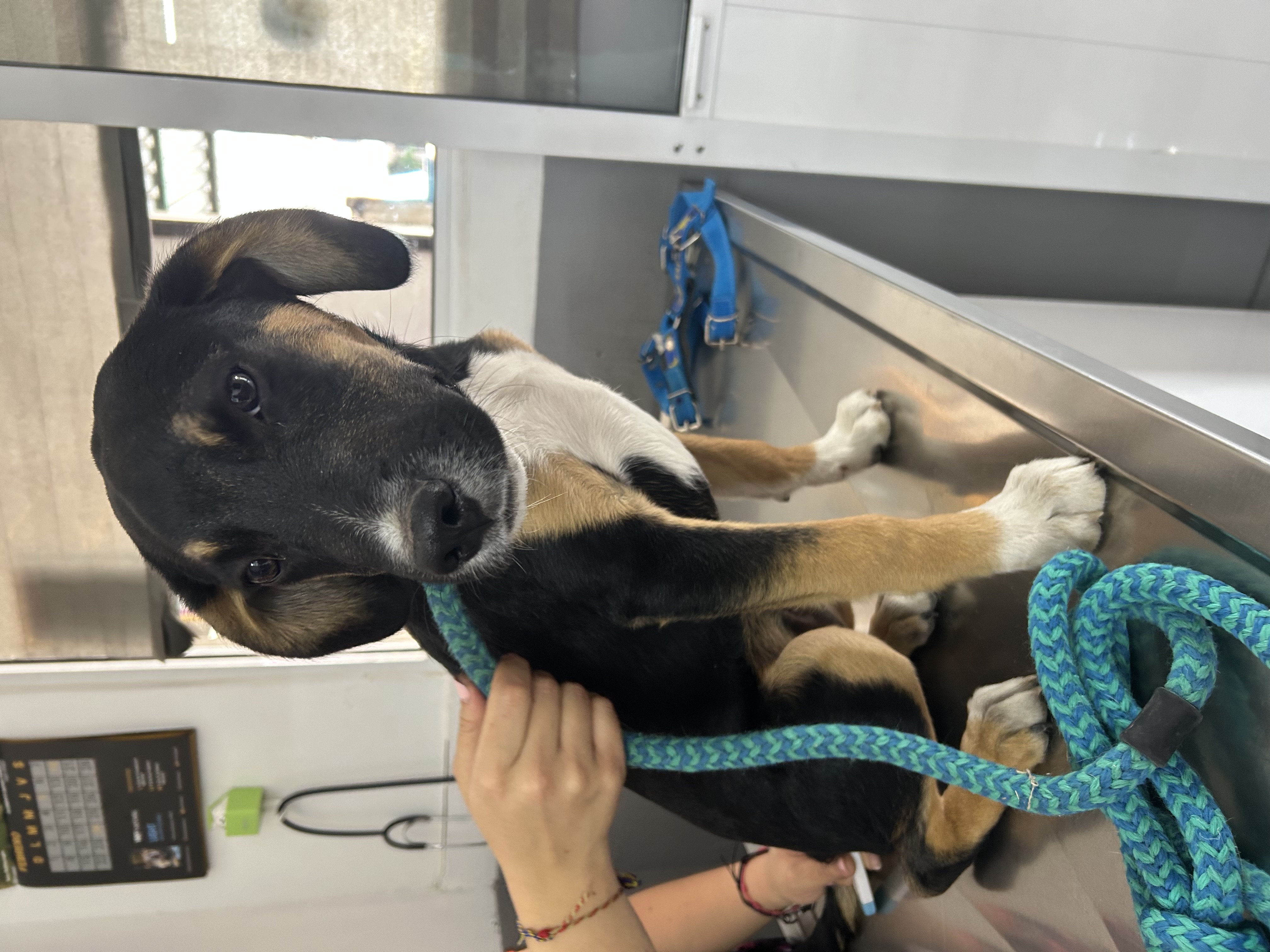 Foto de Jimmy con microchip 990000014537123