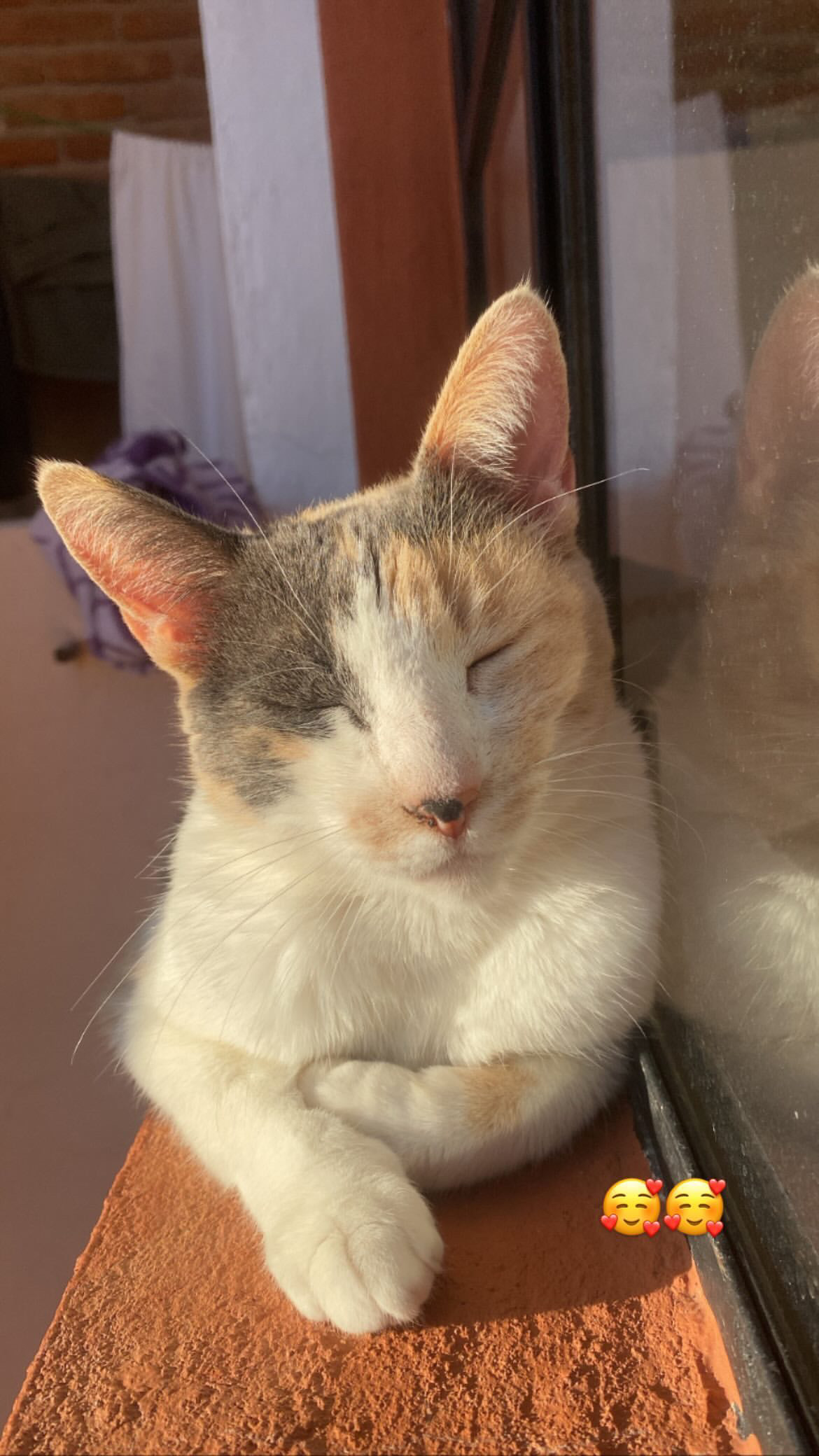 Foto de Ginger con microchip 990000012849627