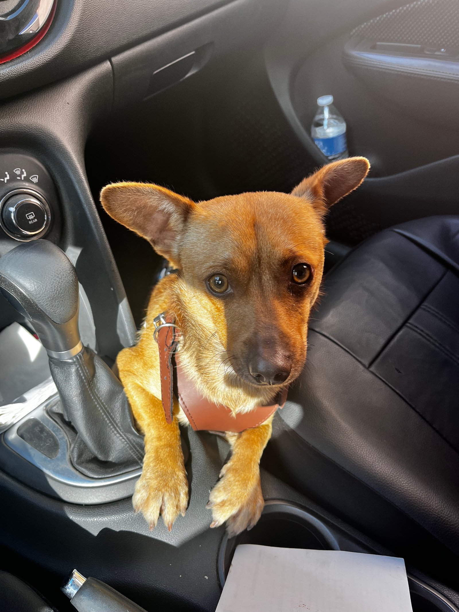 Foto de Dobby con microchip 990000014162093