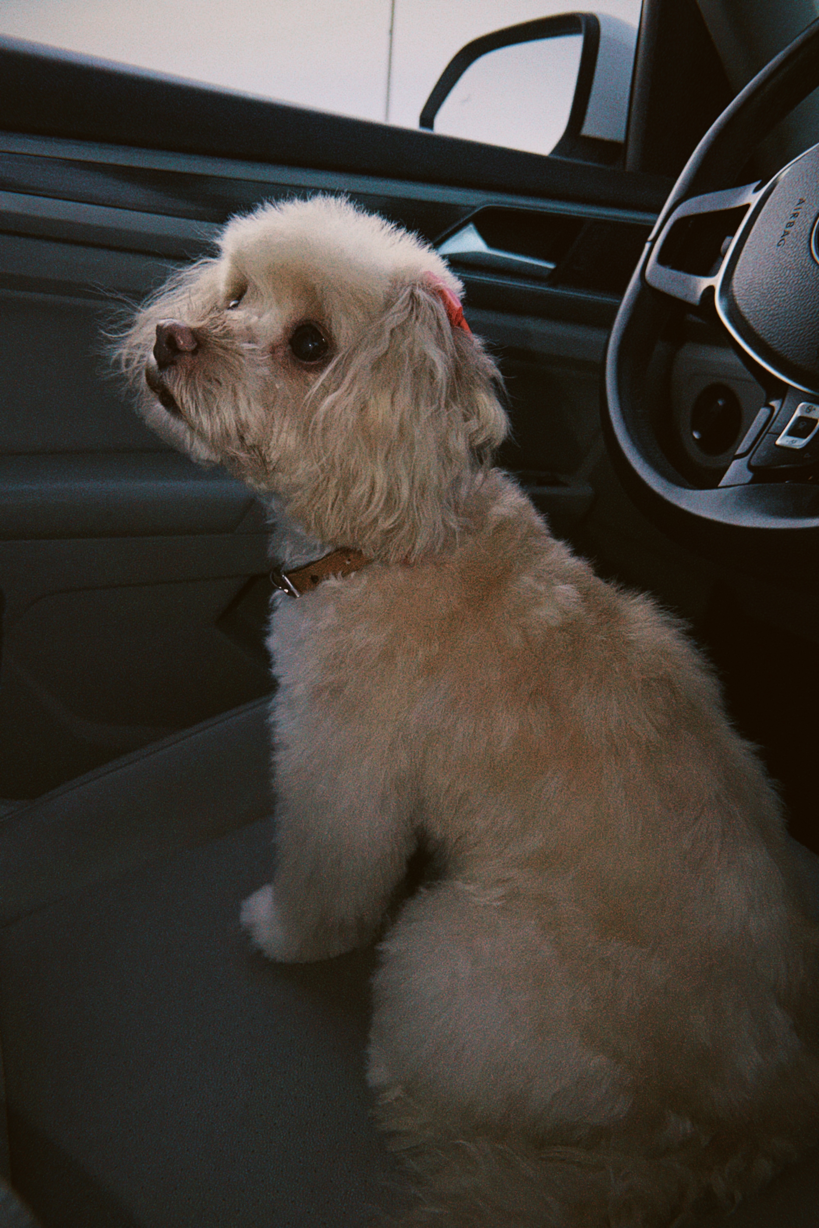 Foto de Paris con microchip 990000014782707