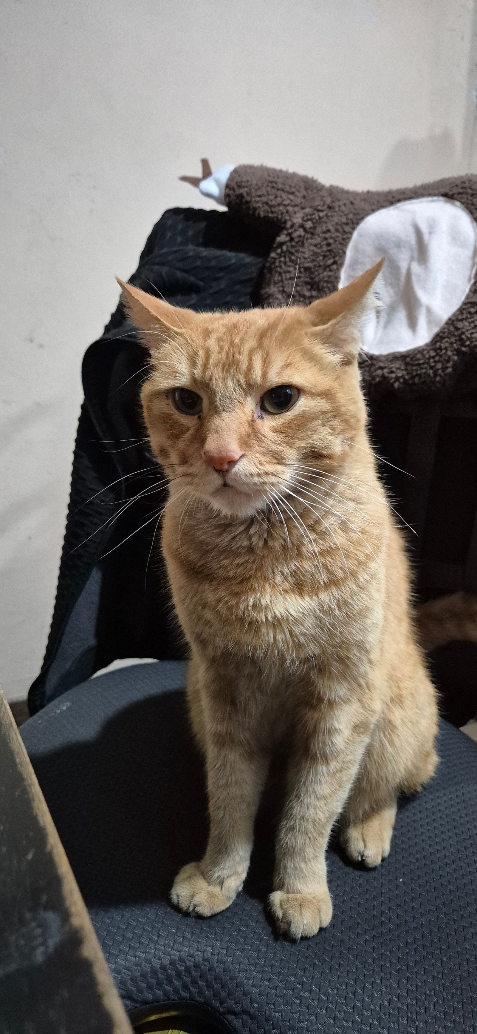 Foto de Chester con microchip 990000014771721