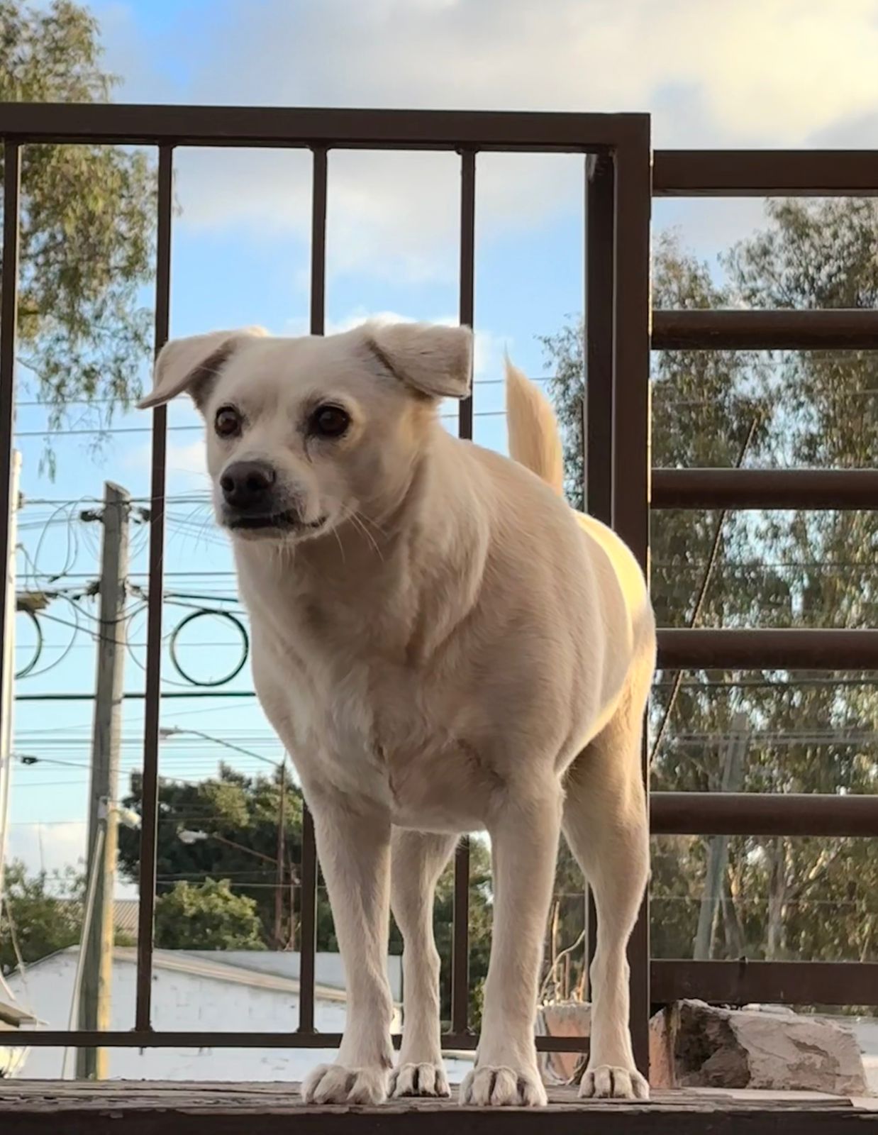 Foto de Papaya con microchip 990000014537913