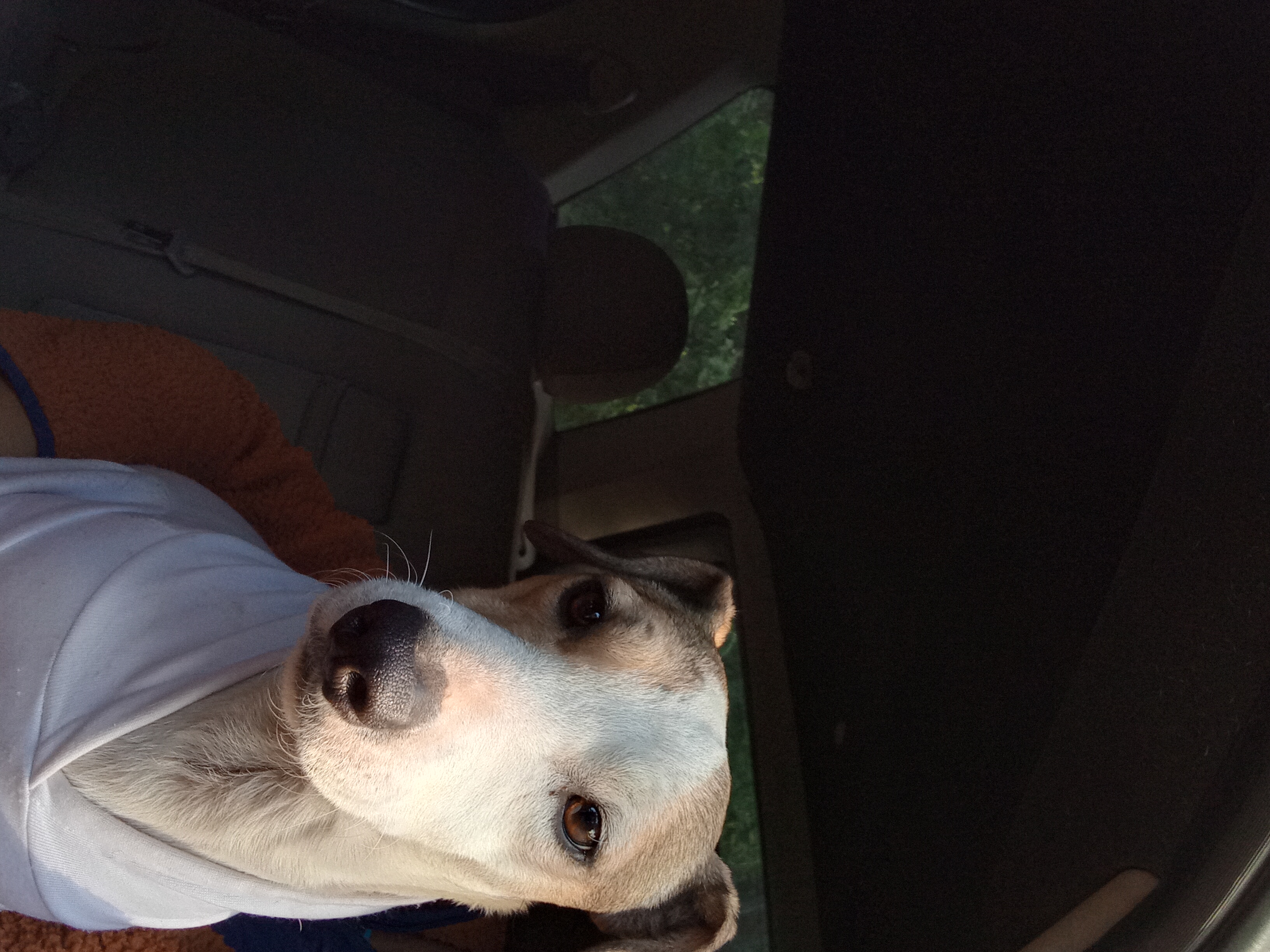 Foto de Mailo con microchip 990000014536971