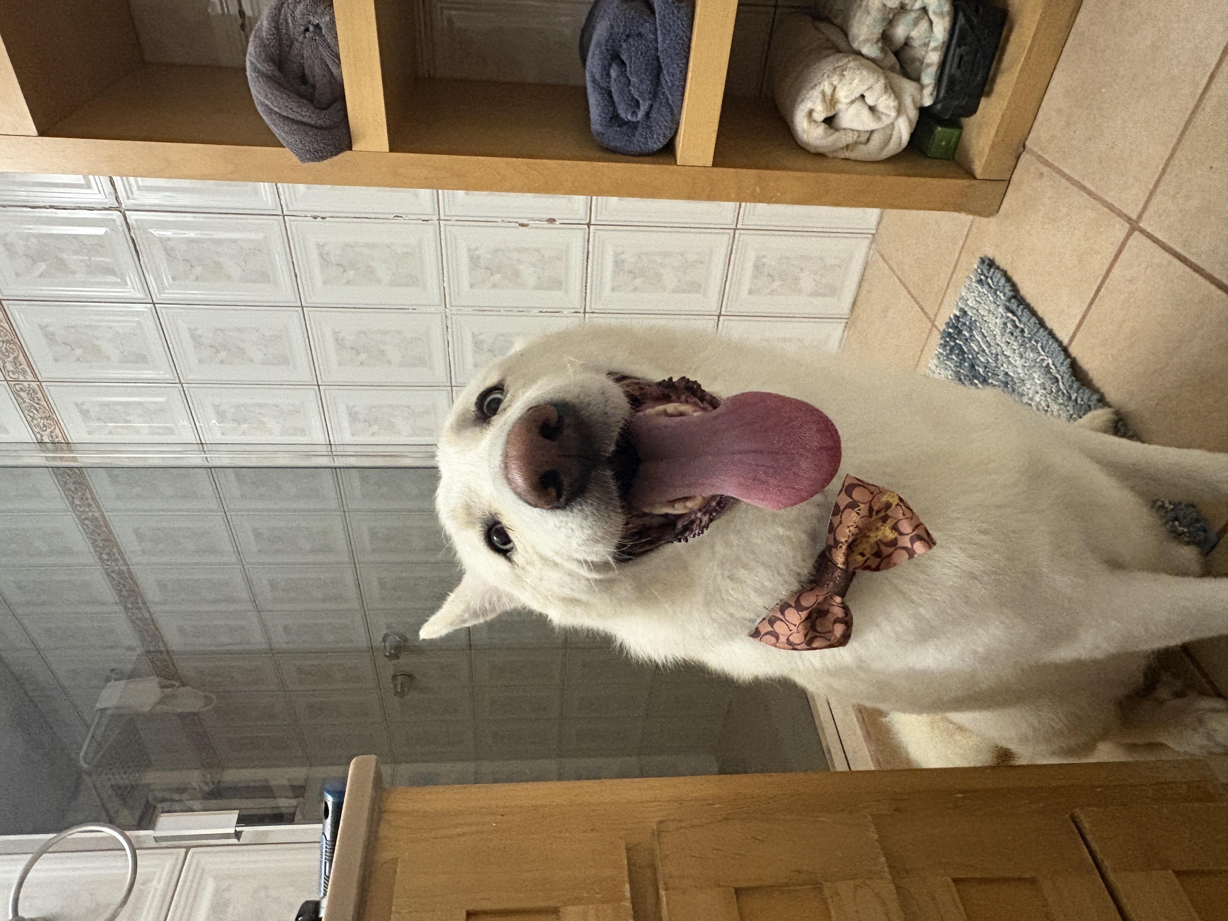 Foto de Koda con microchip 990000014163251