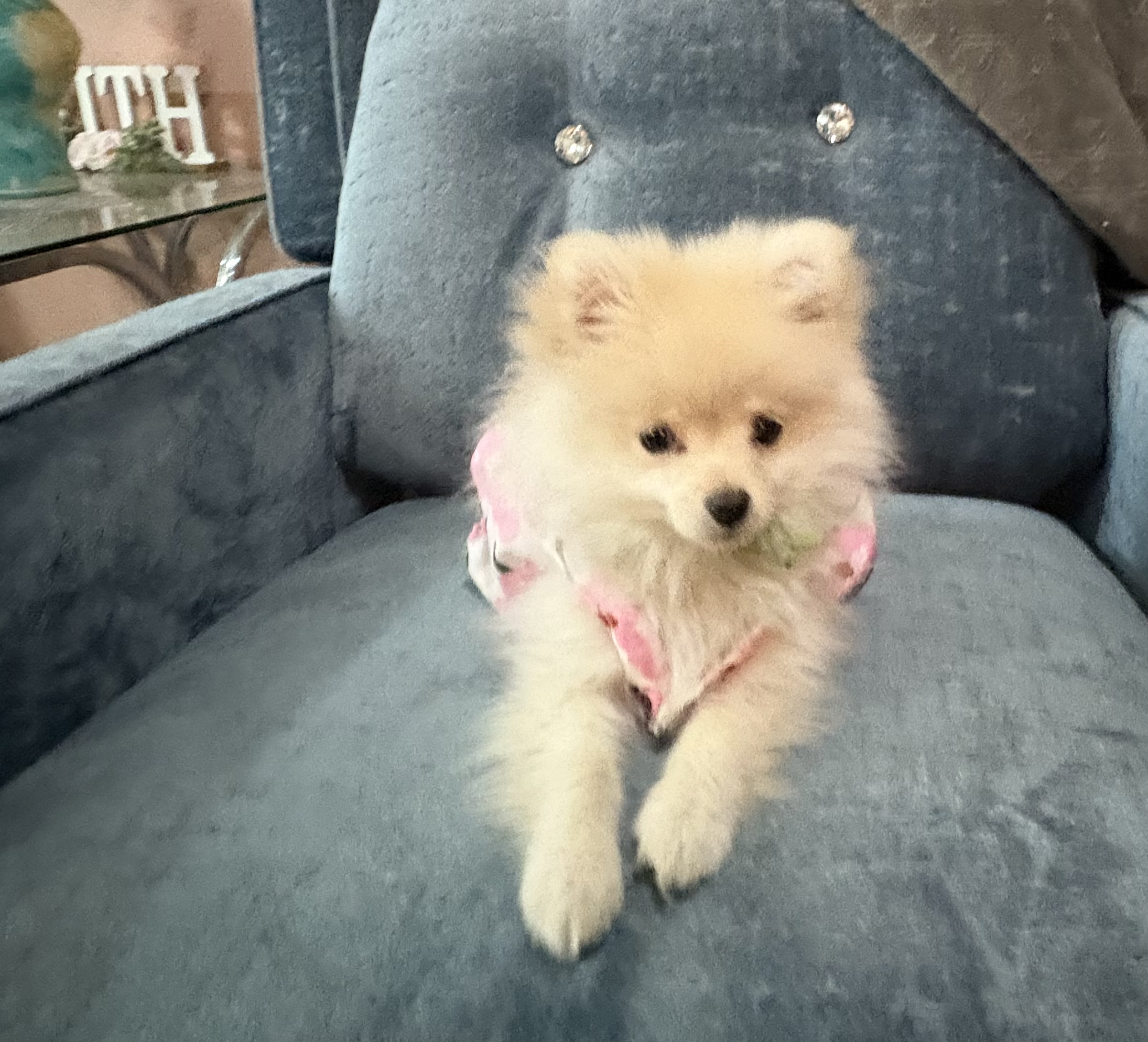 Foto de Judy con microchip 990000012834958