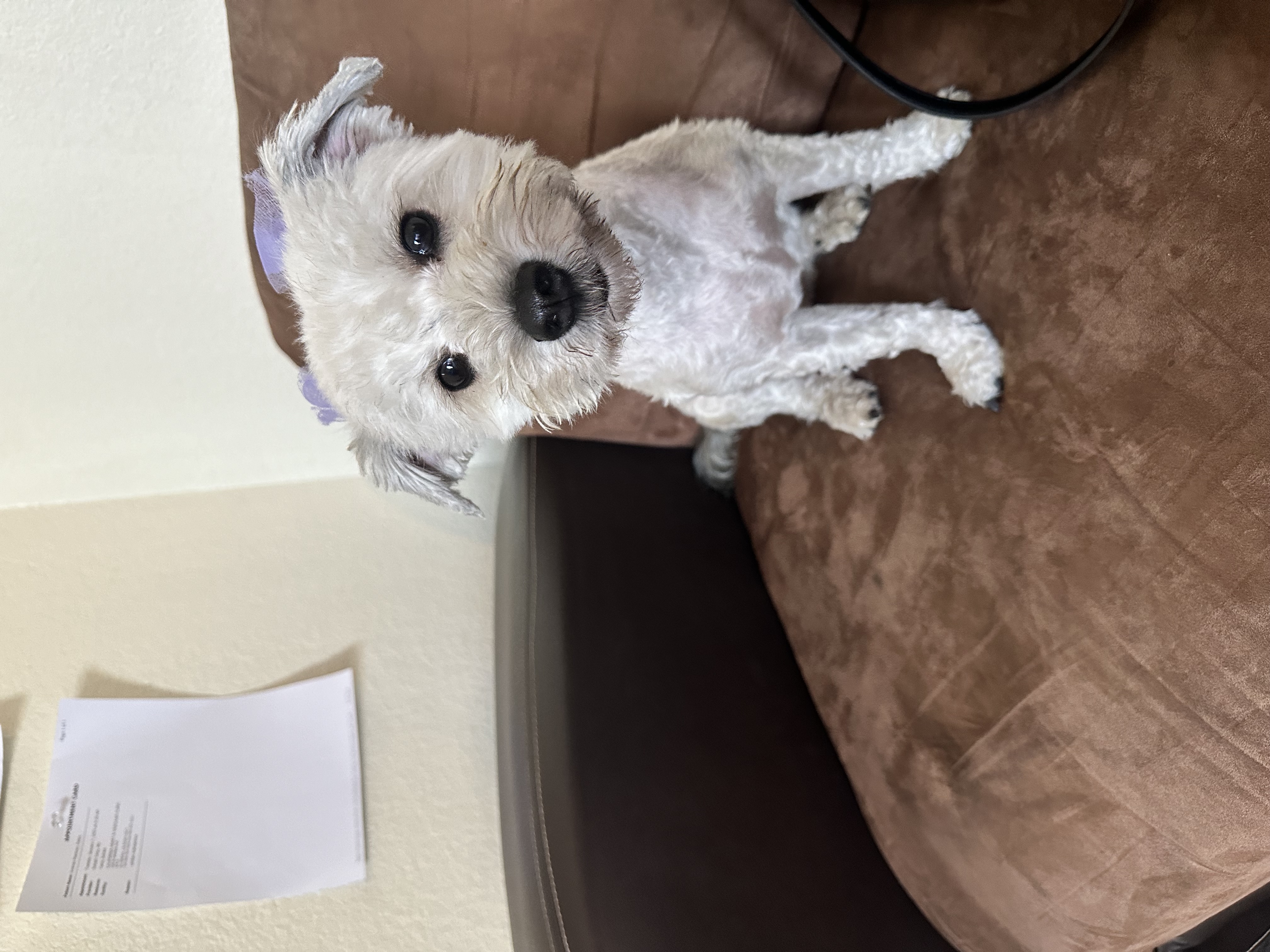 Foto de Pepper con microchip 990000014778342