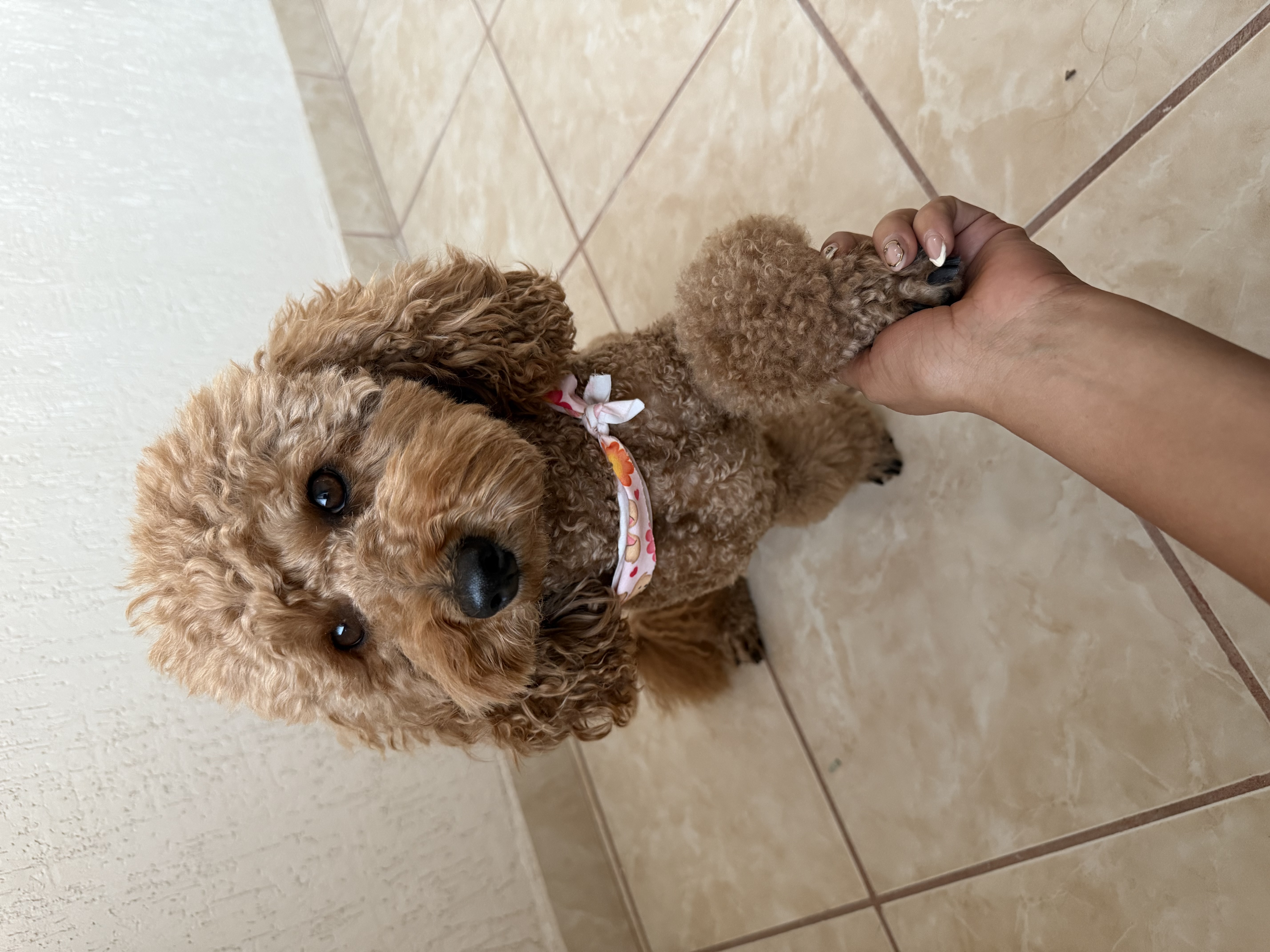 Foto de Laika con microchip 990000014540044