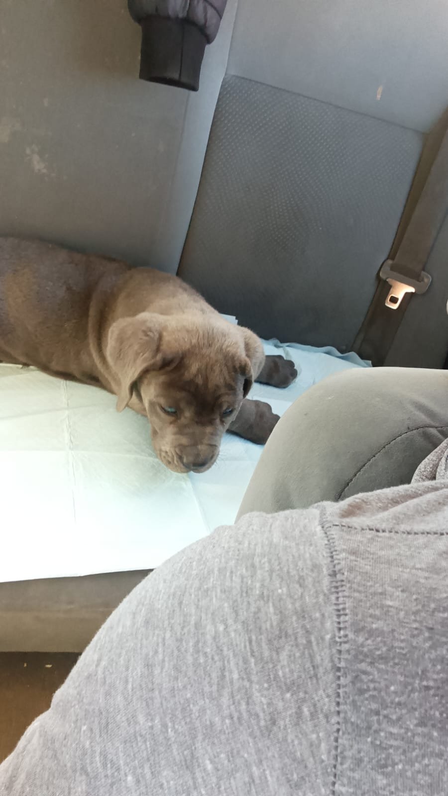 Foto de Blu con microchip 990000014539056