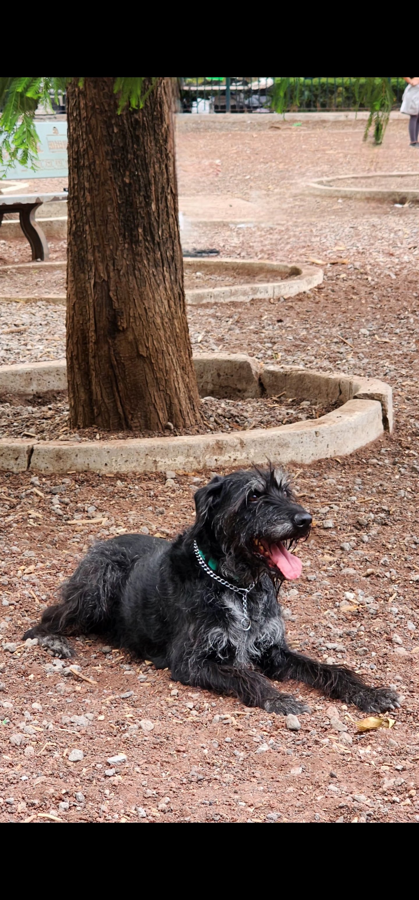Foto de Mota con microchip 990000014776220