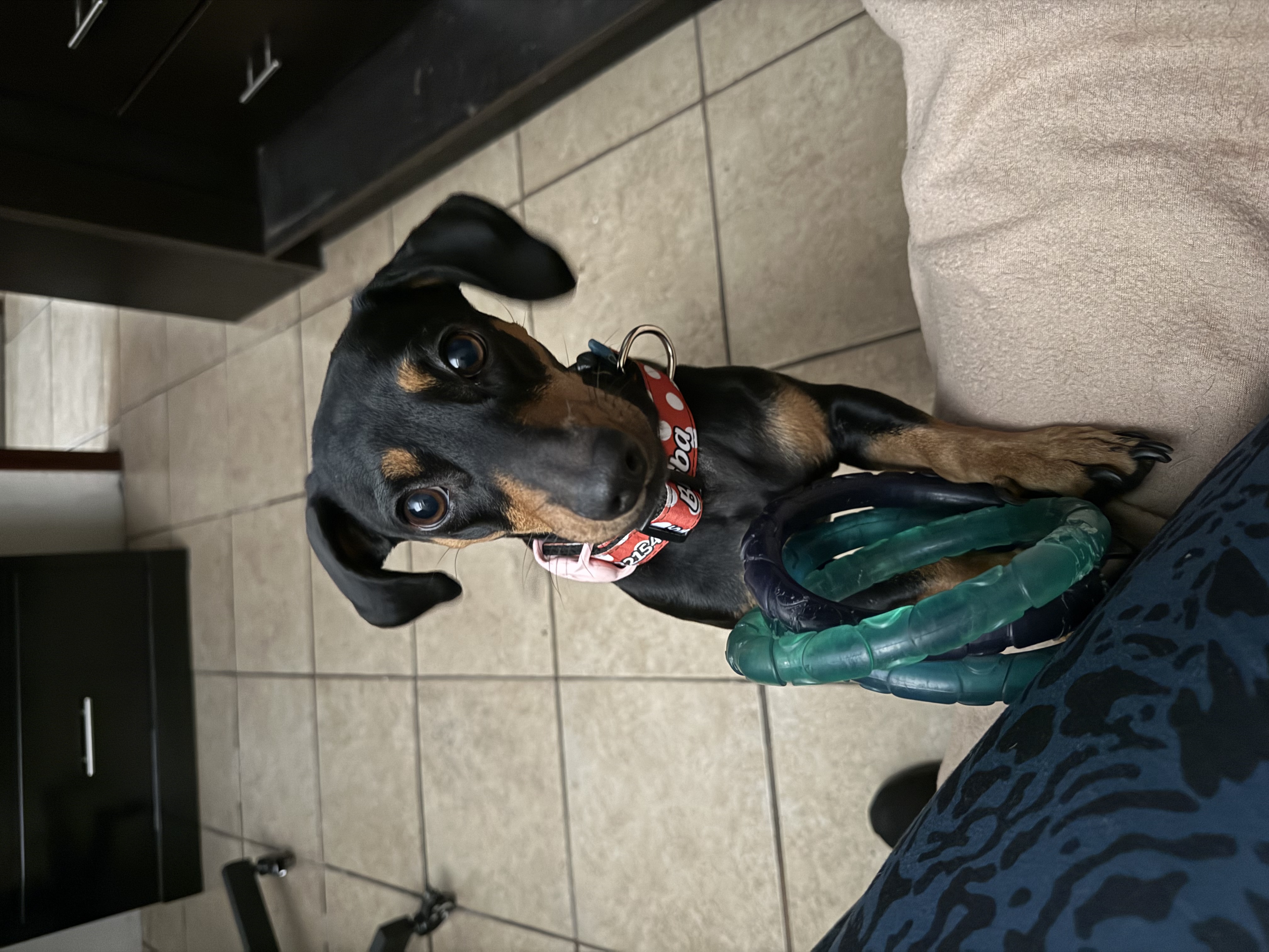 Foto de Buba con microchip 990000014164749