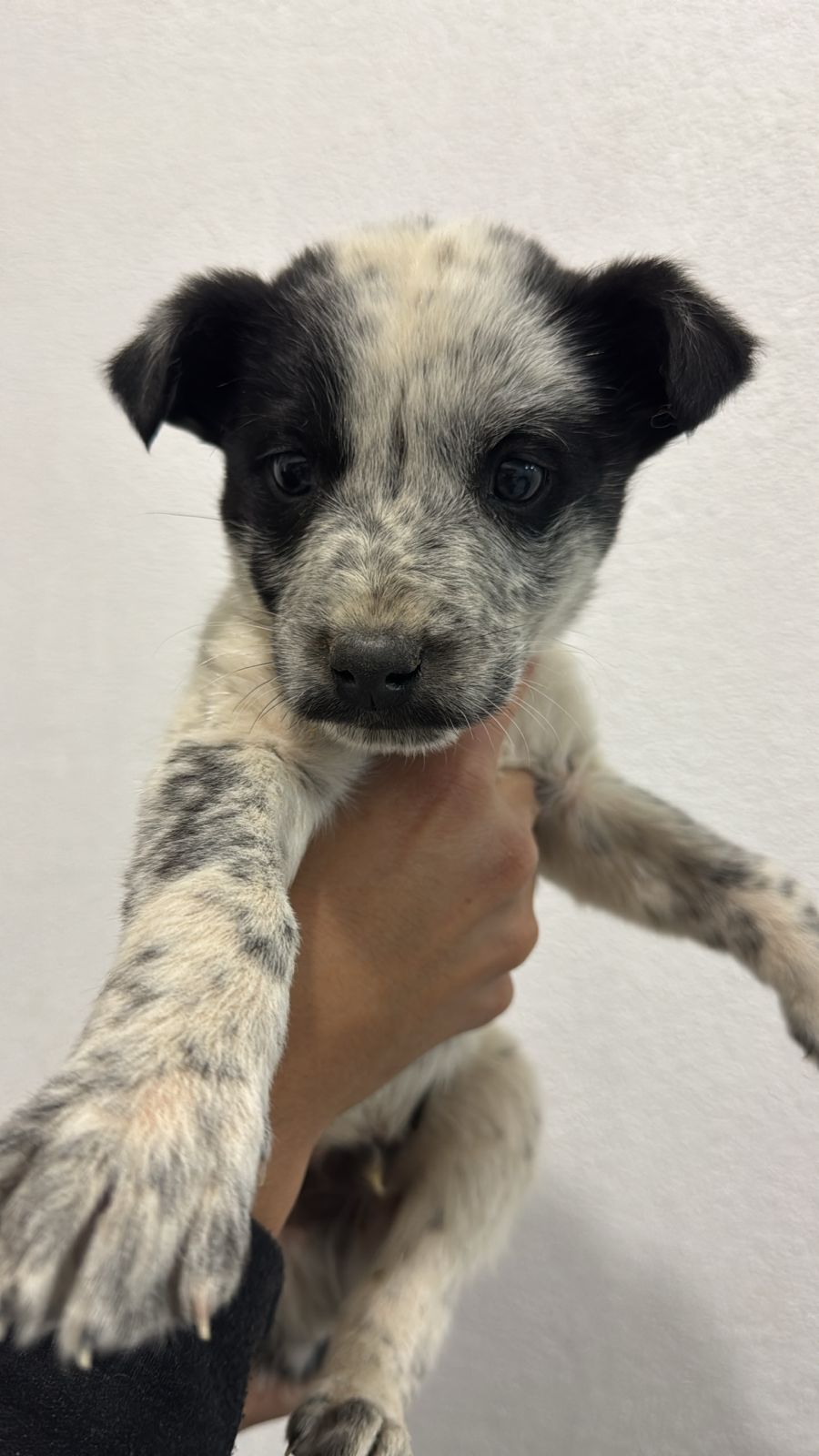 Foto de EL REGALO con microchip 990000012839402