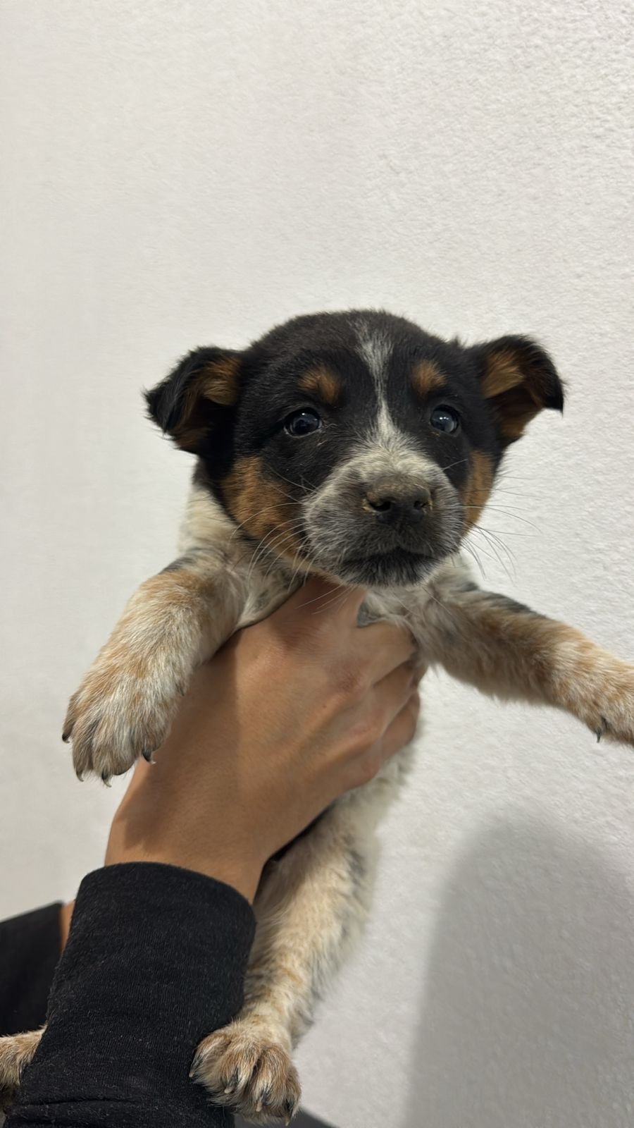 Foto de COOPER con microchip 990000012839424