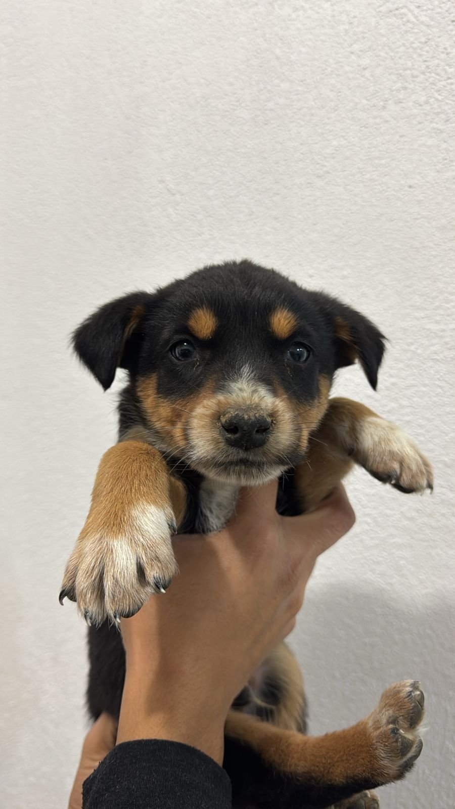 Foto de MAX con microchip 990000012839398
