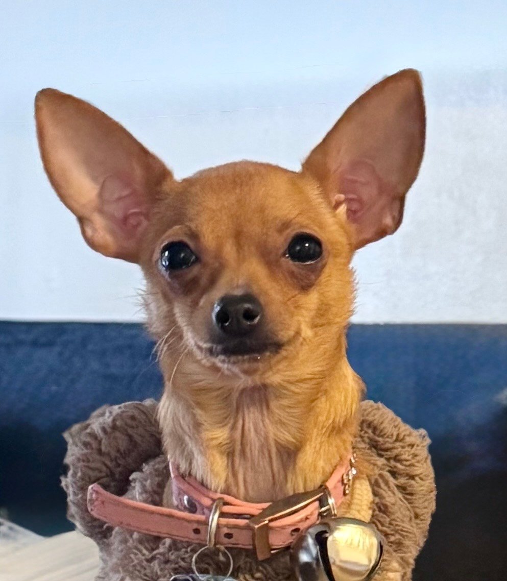 Foto de ROXY con microchip 990000012823490