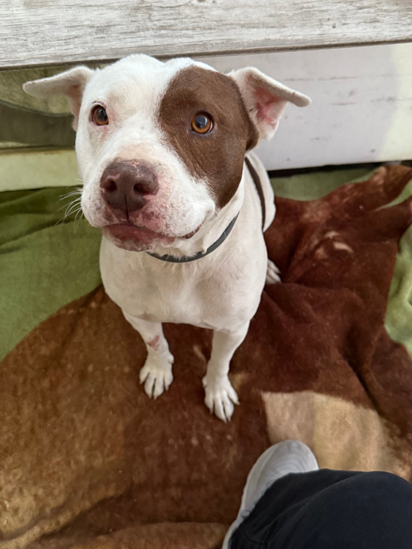 Foto de Star con microchip 990000012826339