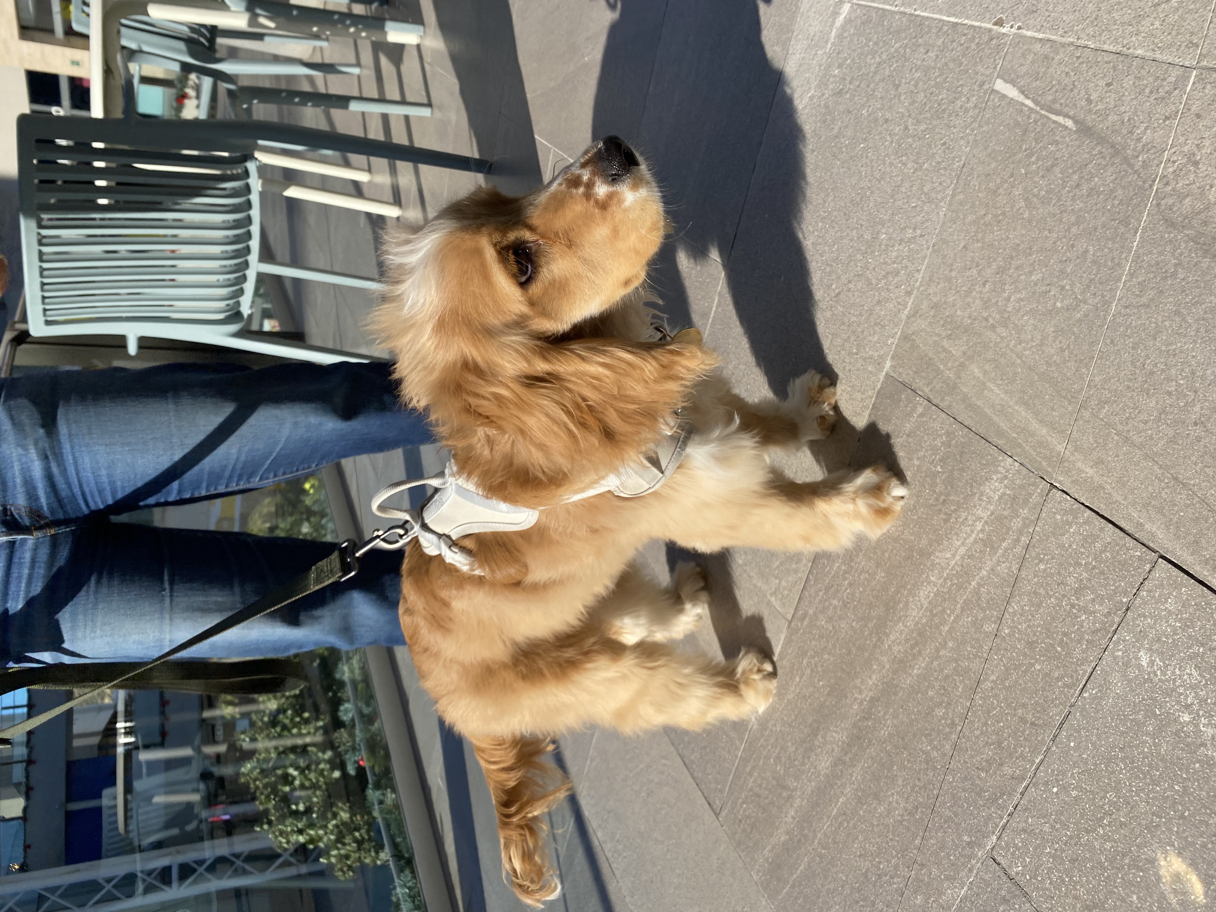 Foto de Oliver con microchip 990000014777088