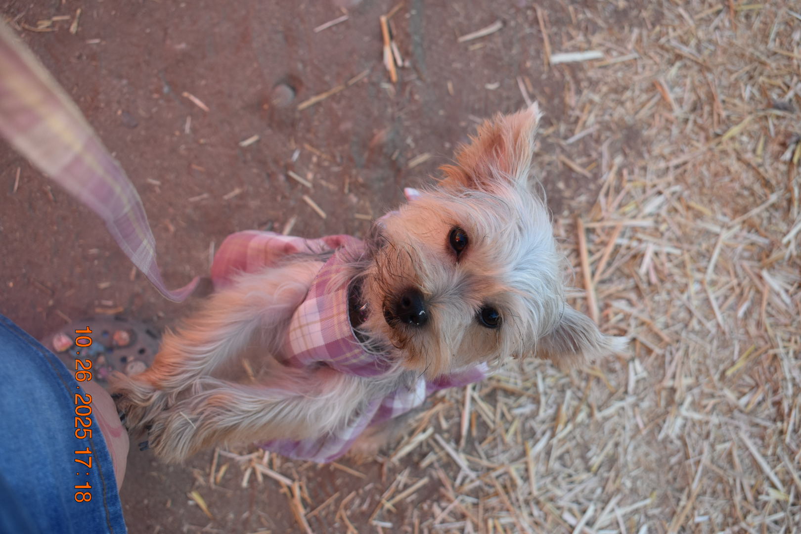Foto de Poppy con microchip 990000914163267