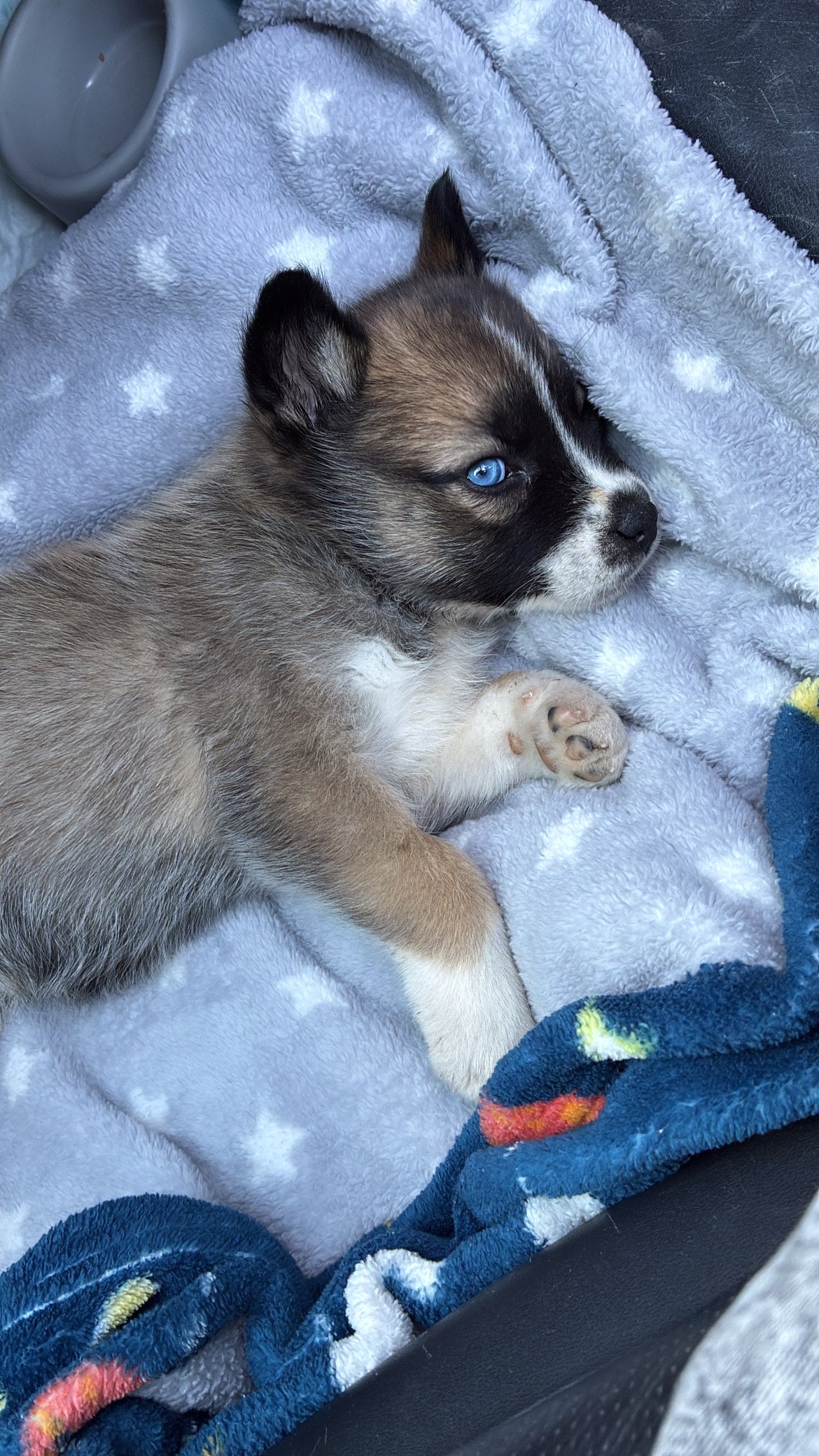 Foto de Lua con microchip 990000014536011