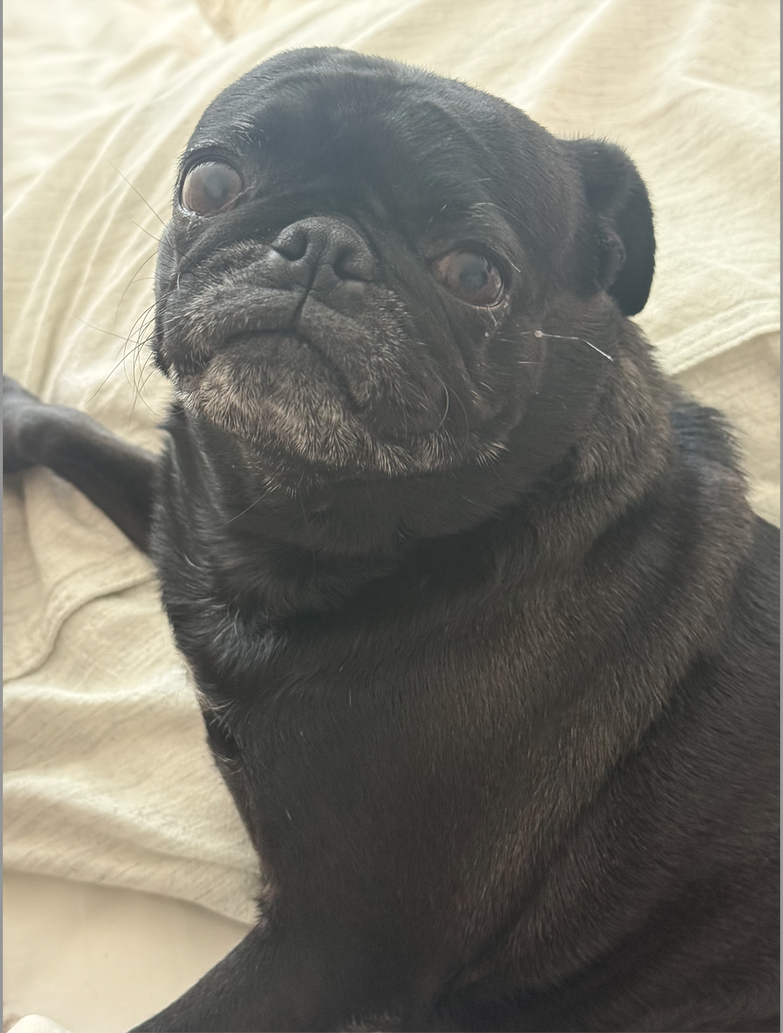 Foto de Coco con microchip 990000012840917