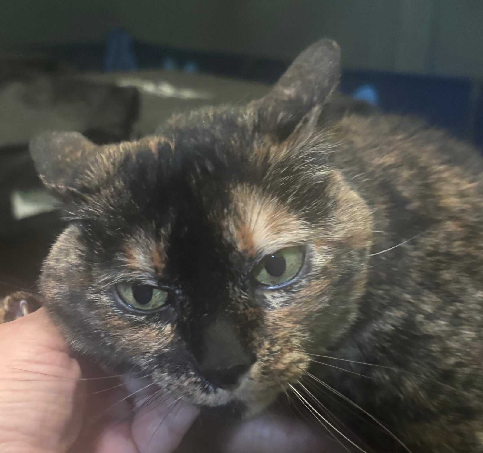 Foto de KATY con microchip 900263002613847