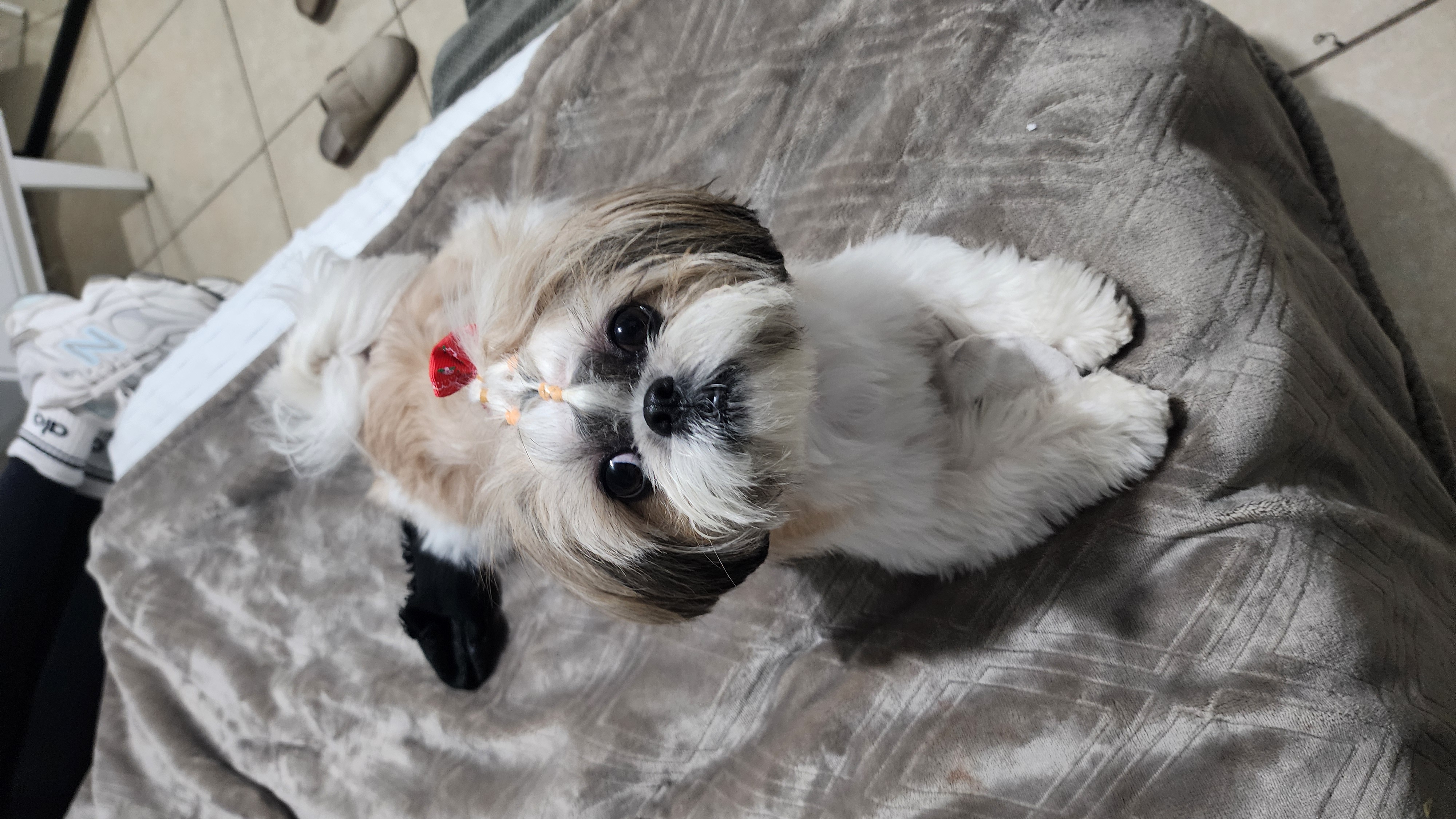 Foto de Danna con microchip 990000014163282