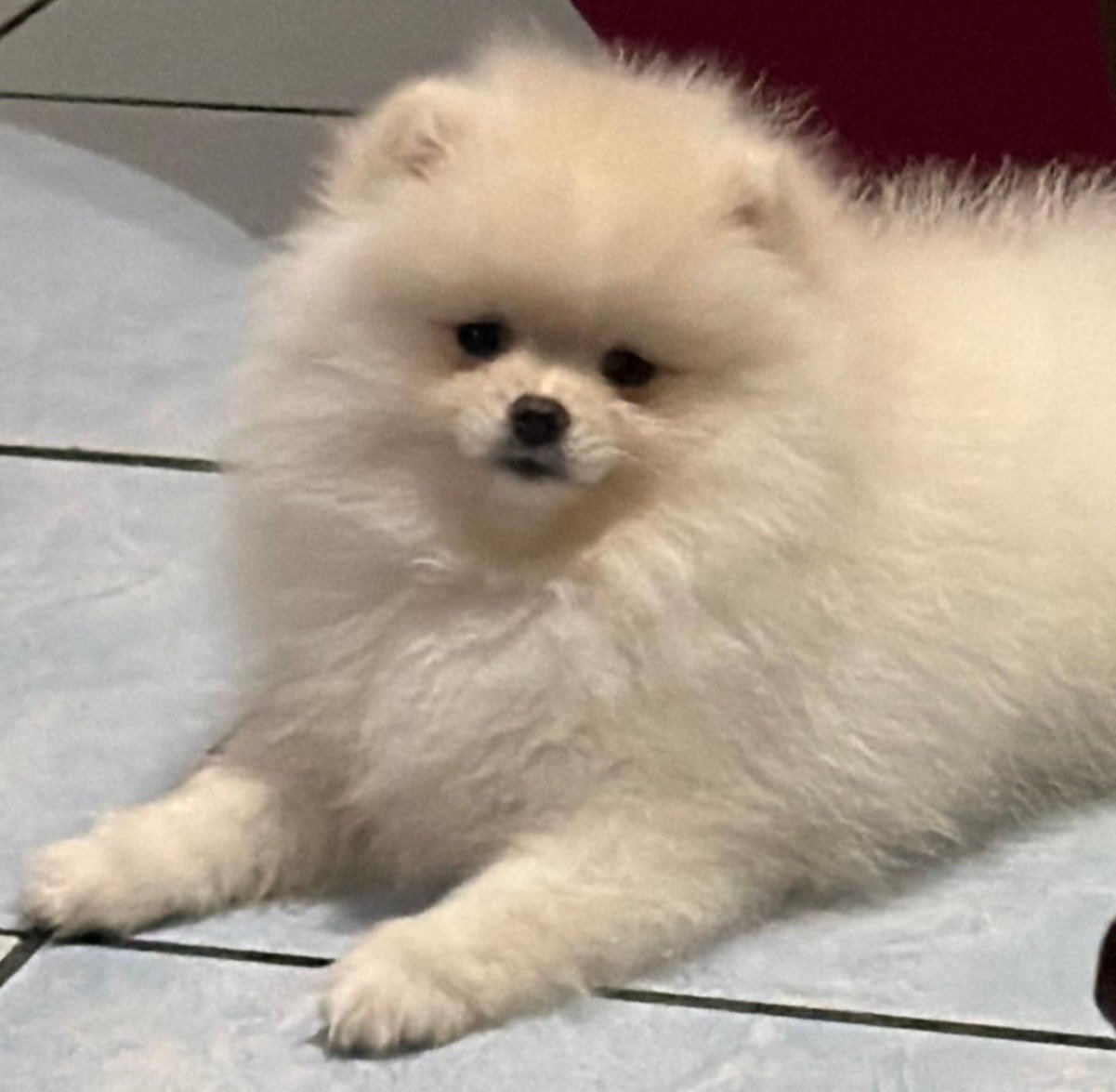 Foto de Kylie Heinecke con microchip 900263005948579