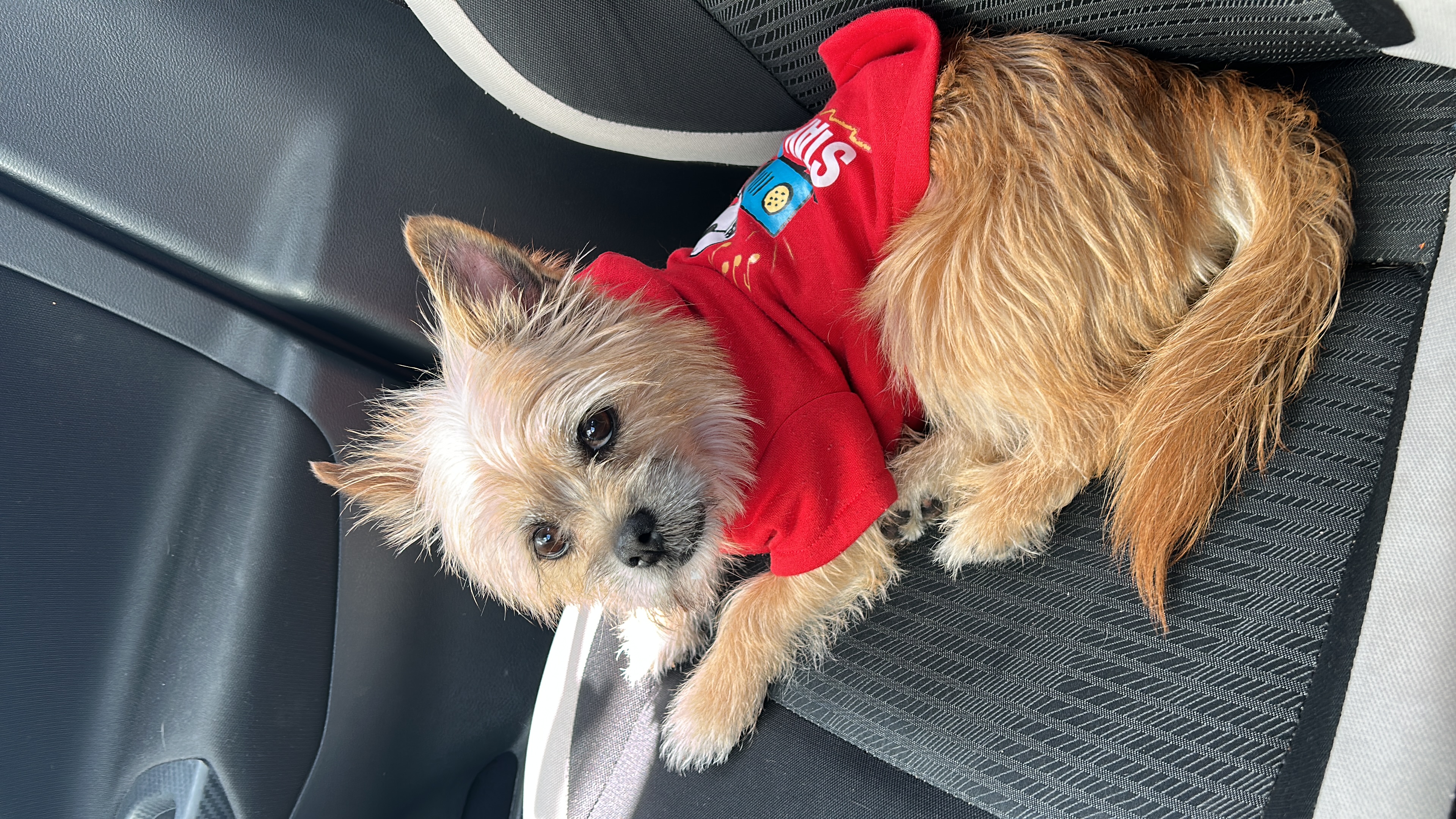 Foto de Lucky con microchip 990000014162741