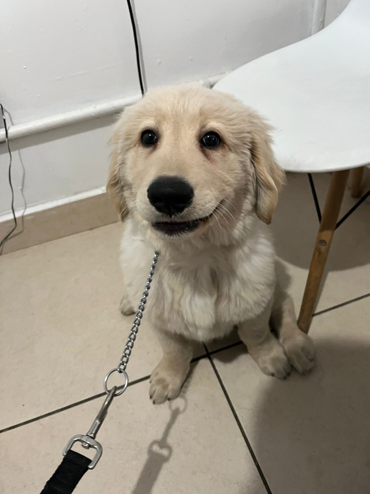Foto de Milo con microchip 990000012841900