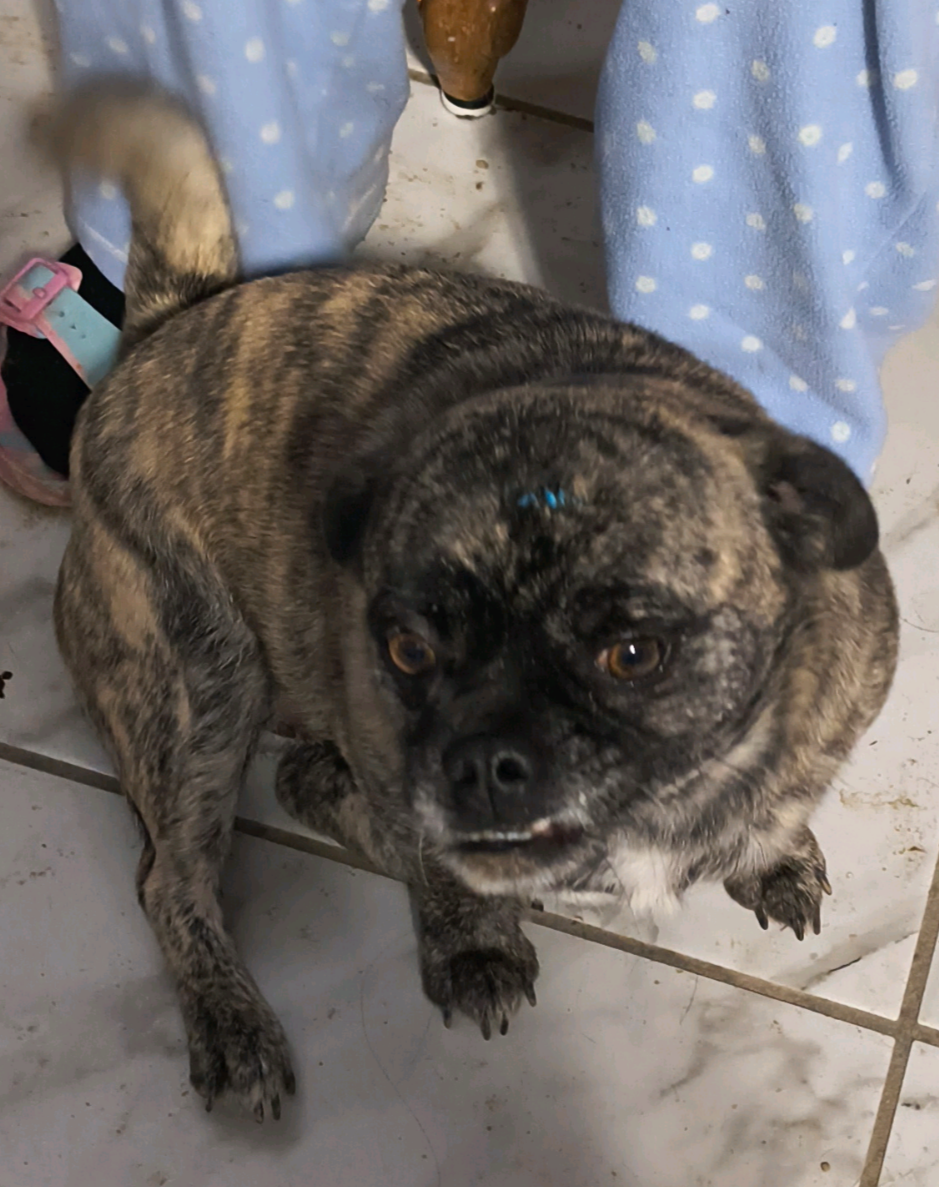 Foto de gorda con microchip 990000014540646